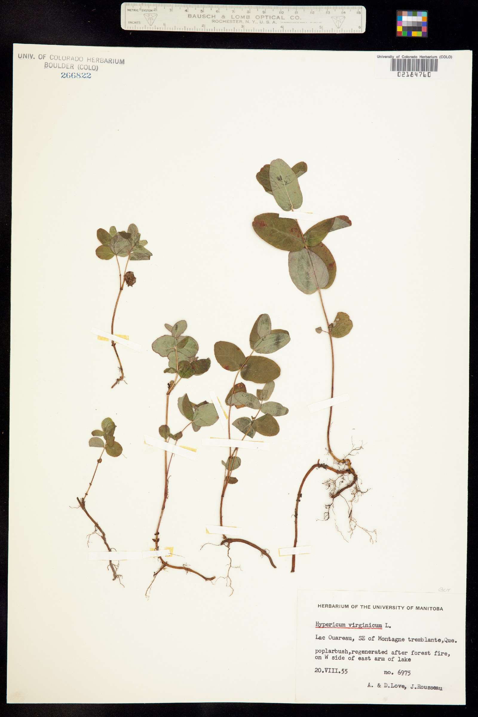 Hypericum denticulatum ssp. acutifolium image