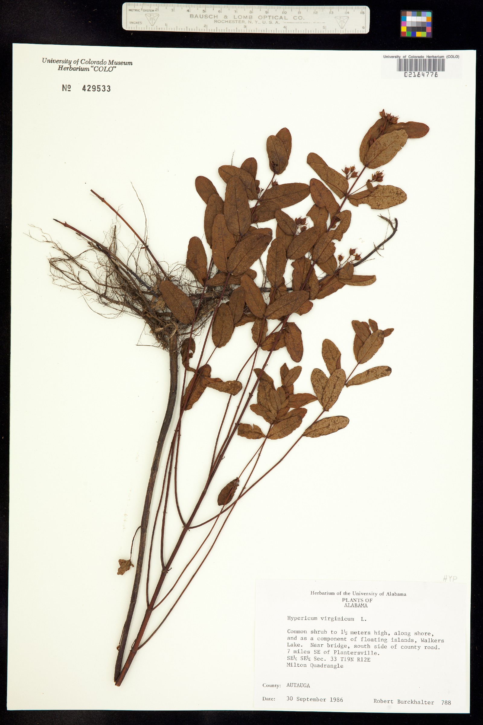 Hypericum denticulatum image