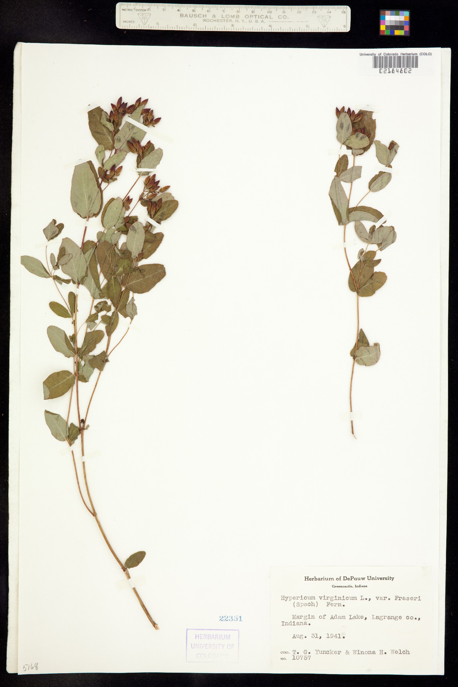 Hypericum denticulatum ssp. acutifolium image