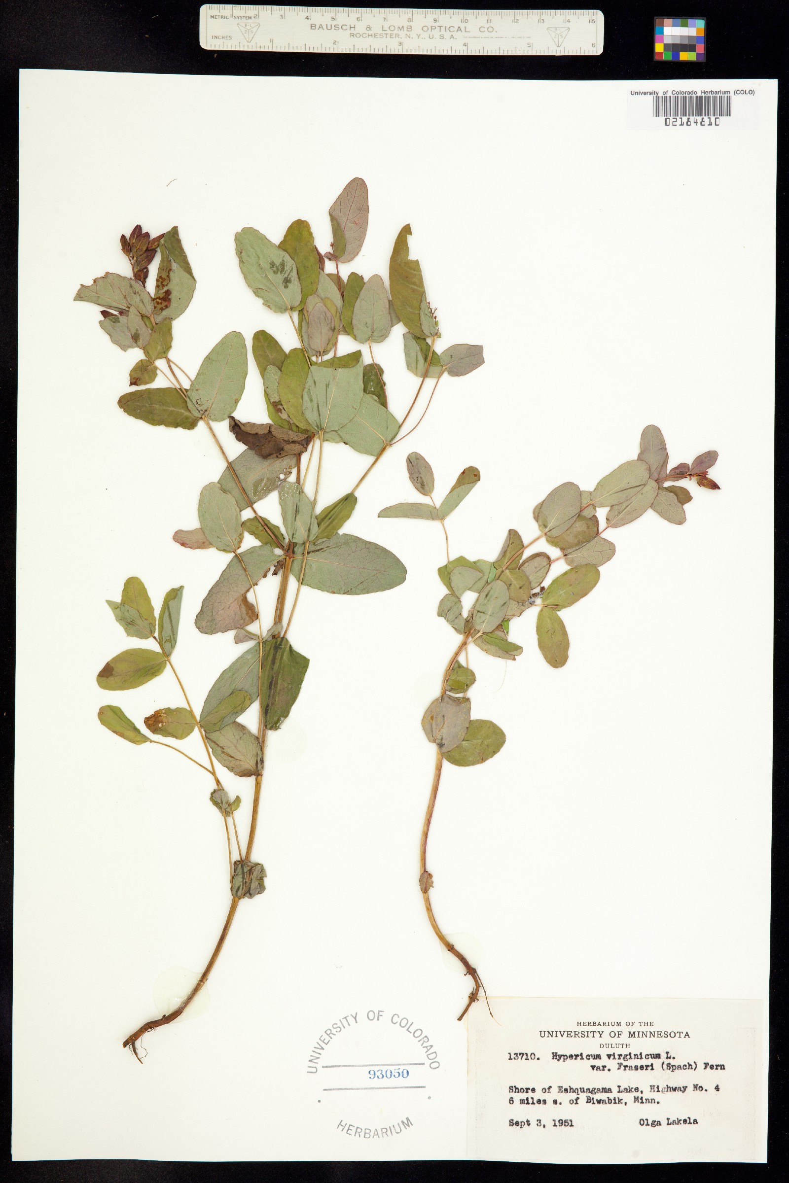 Hypericum denticulatum image