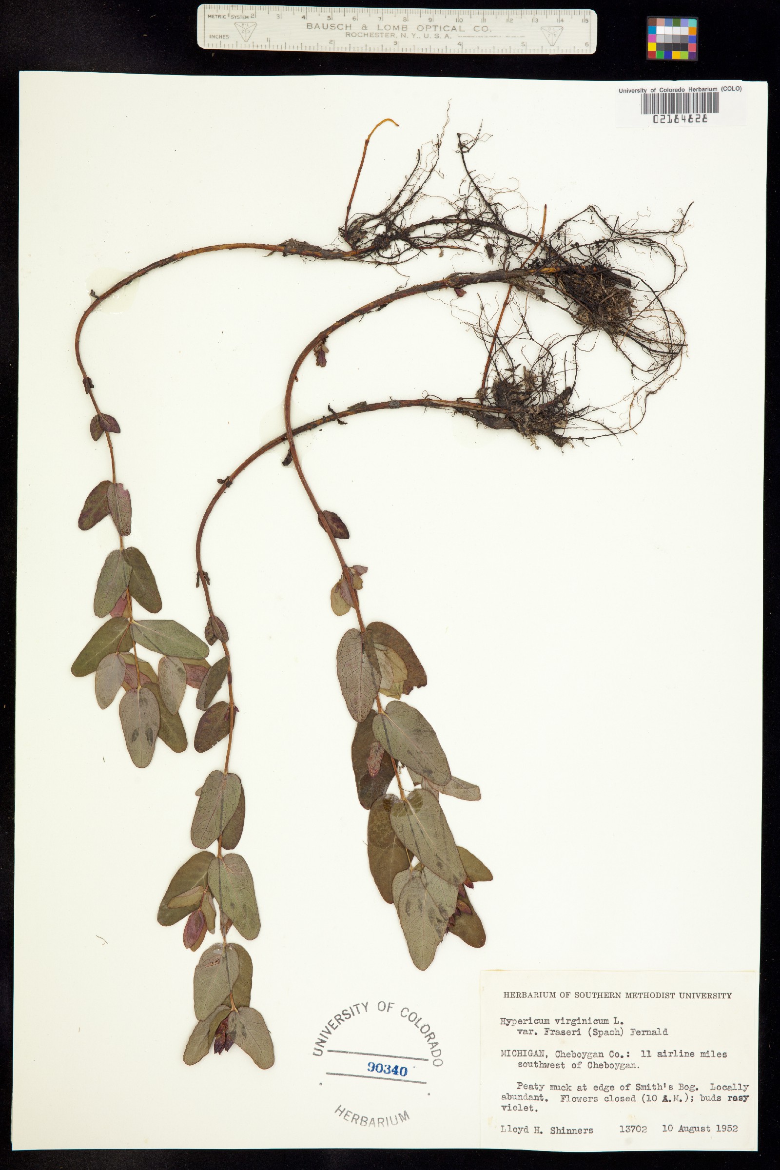 Hypericum denticulatum image