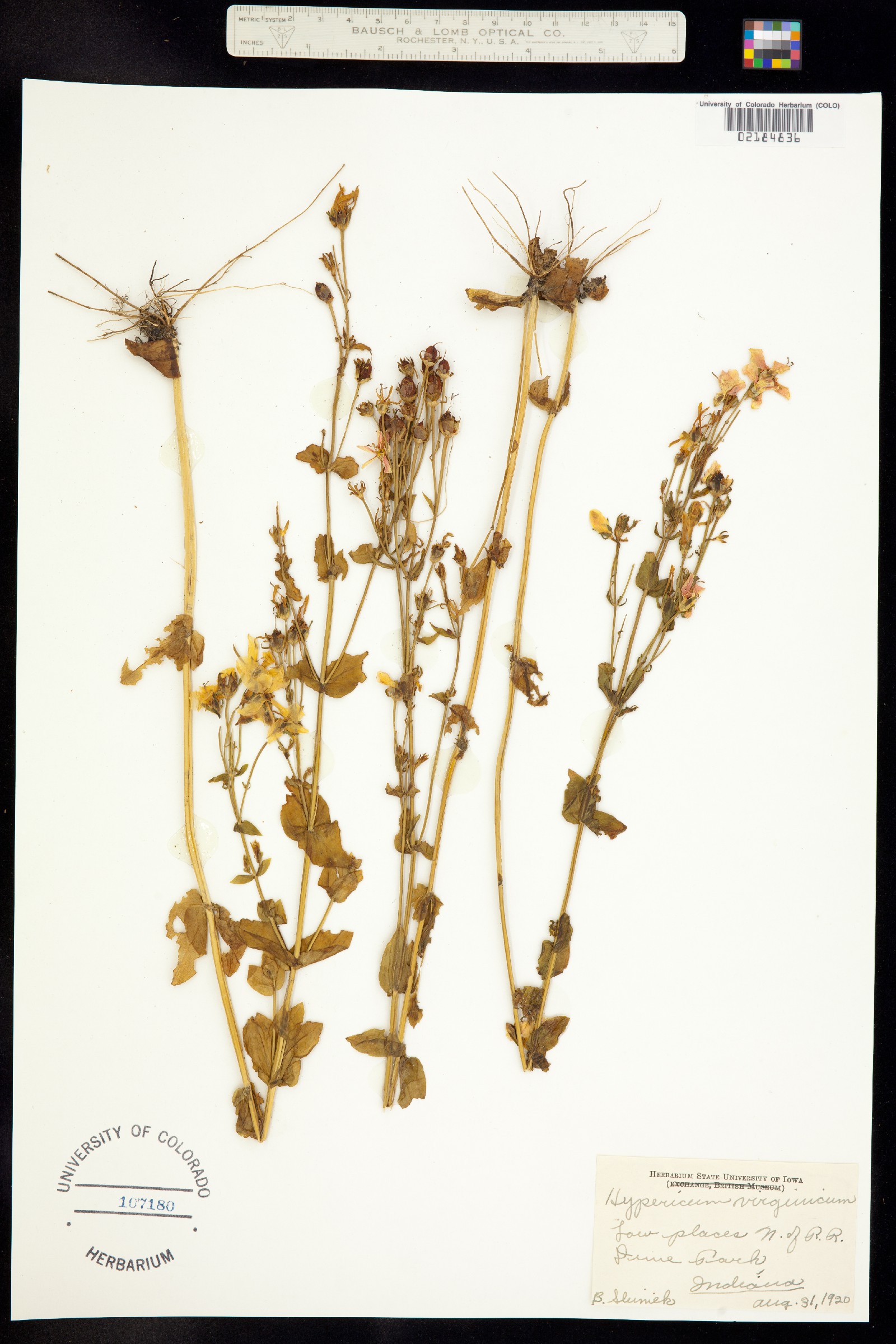 Hypericum denticulatum ssp. acutifolium image