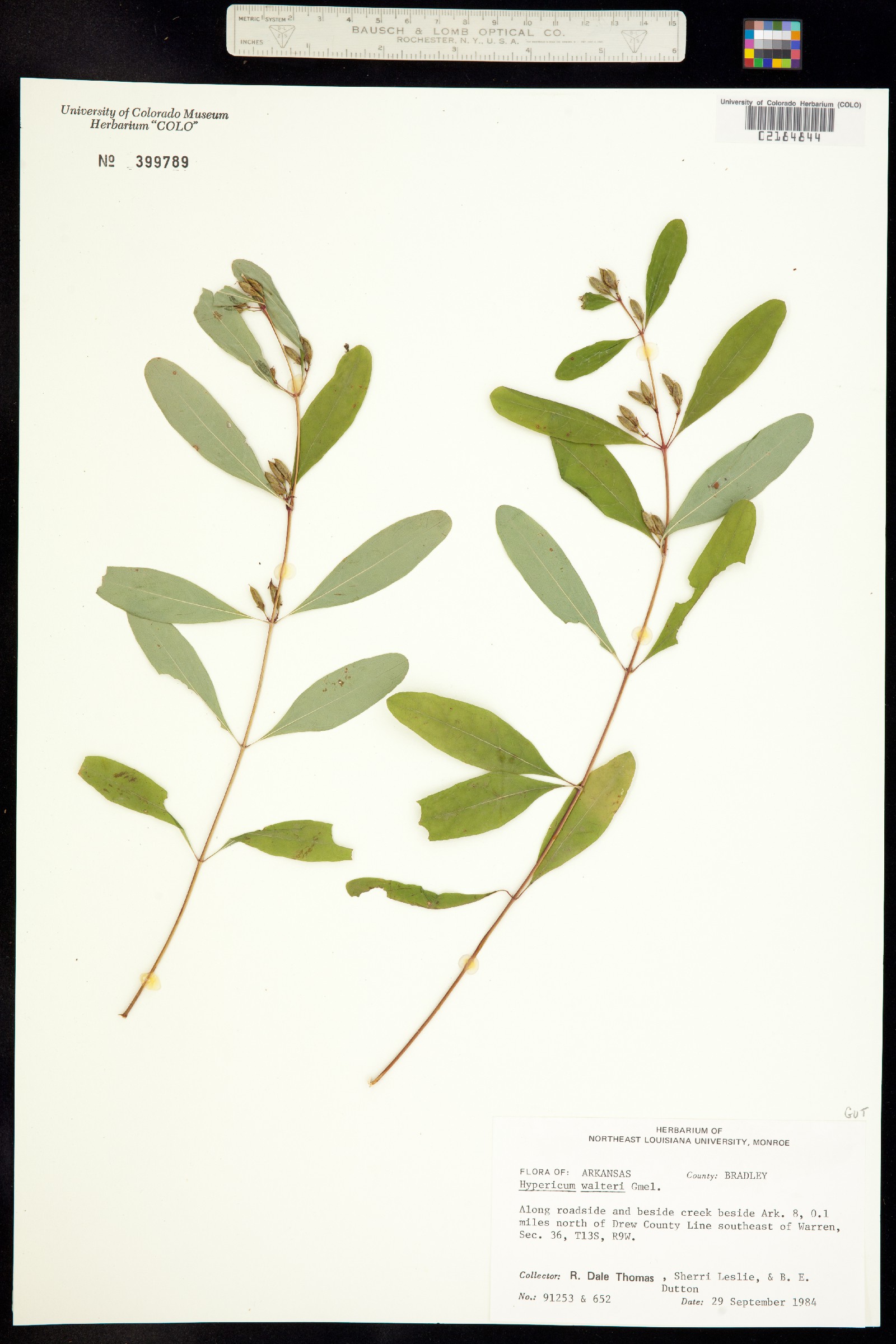 Triadenum walteri image