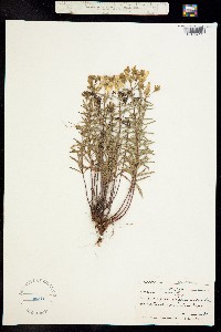 Image of Hypericum chapmanii