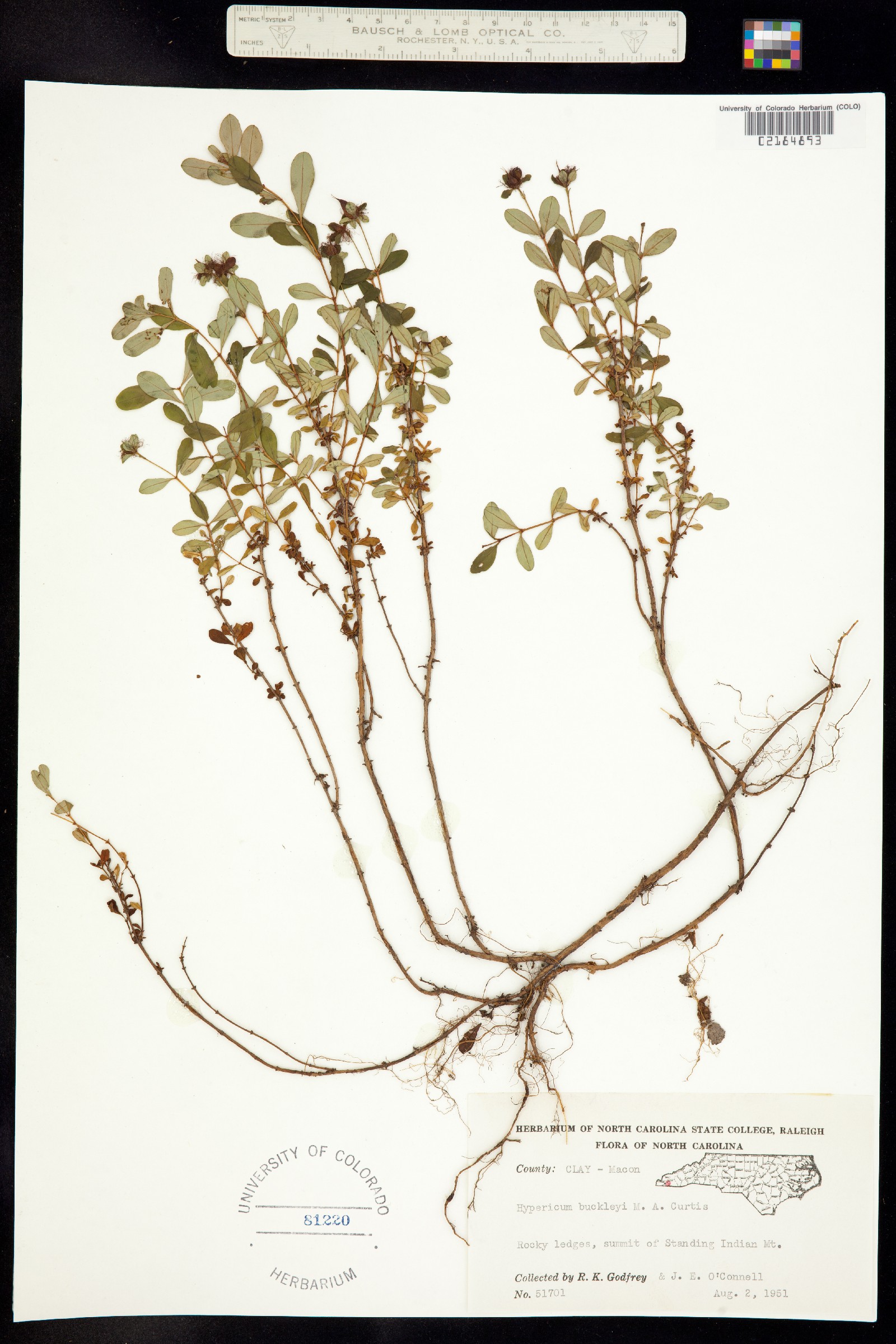 Hypericum buckleyi image