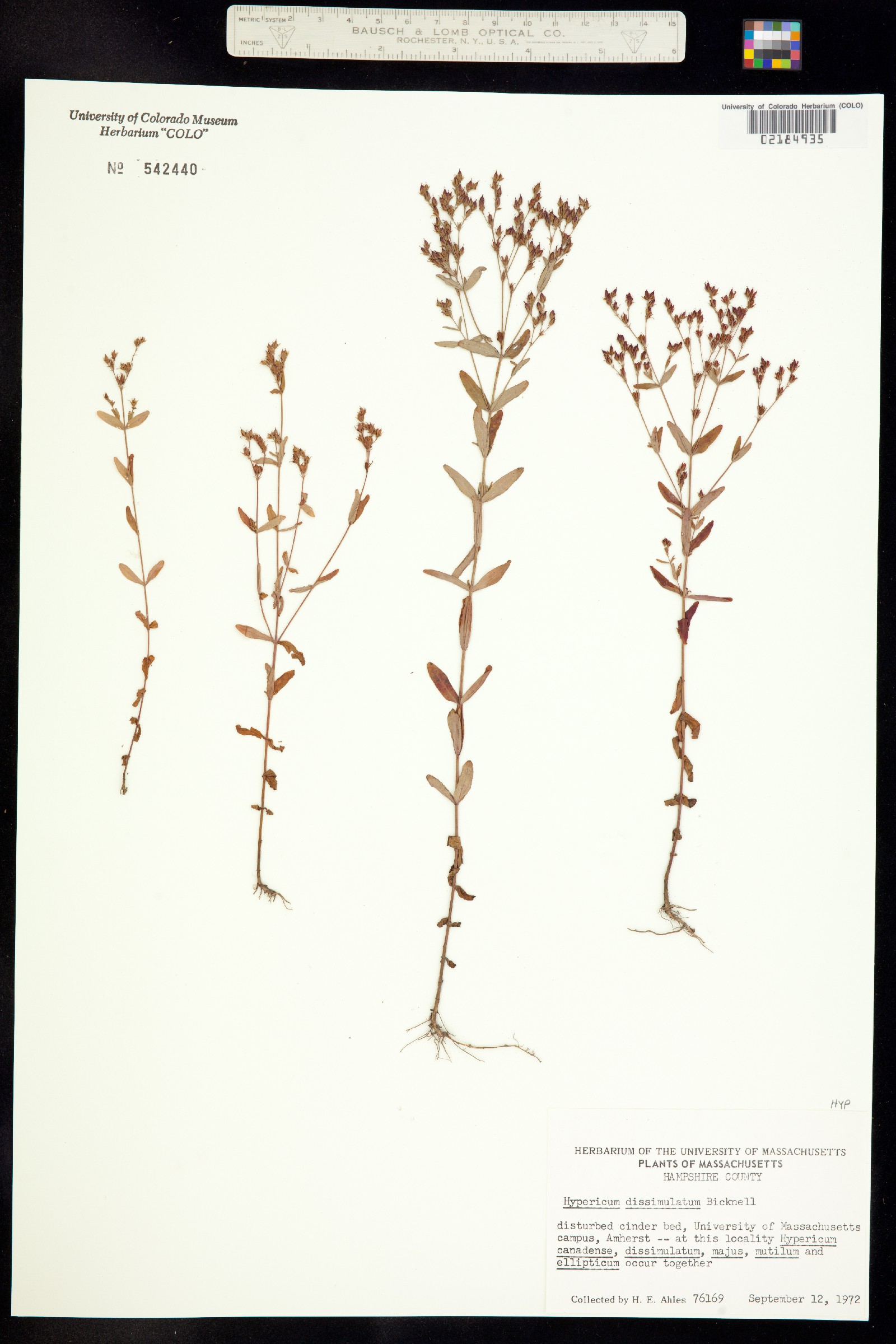 Hypericum X dissimulatum image
