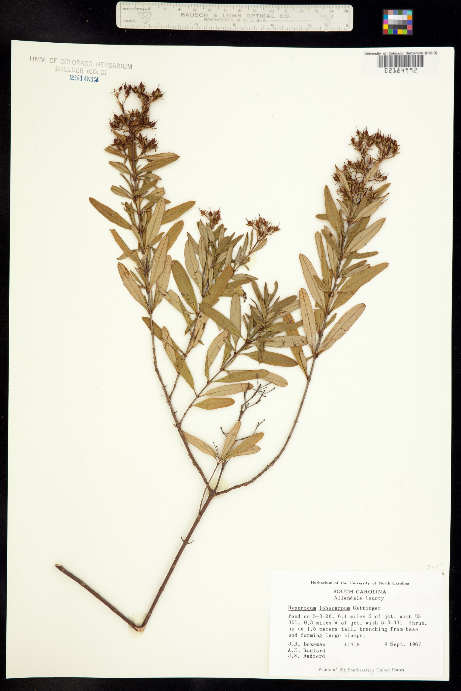 Hypericum lobocarpum image