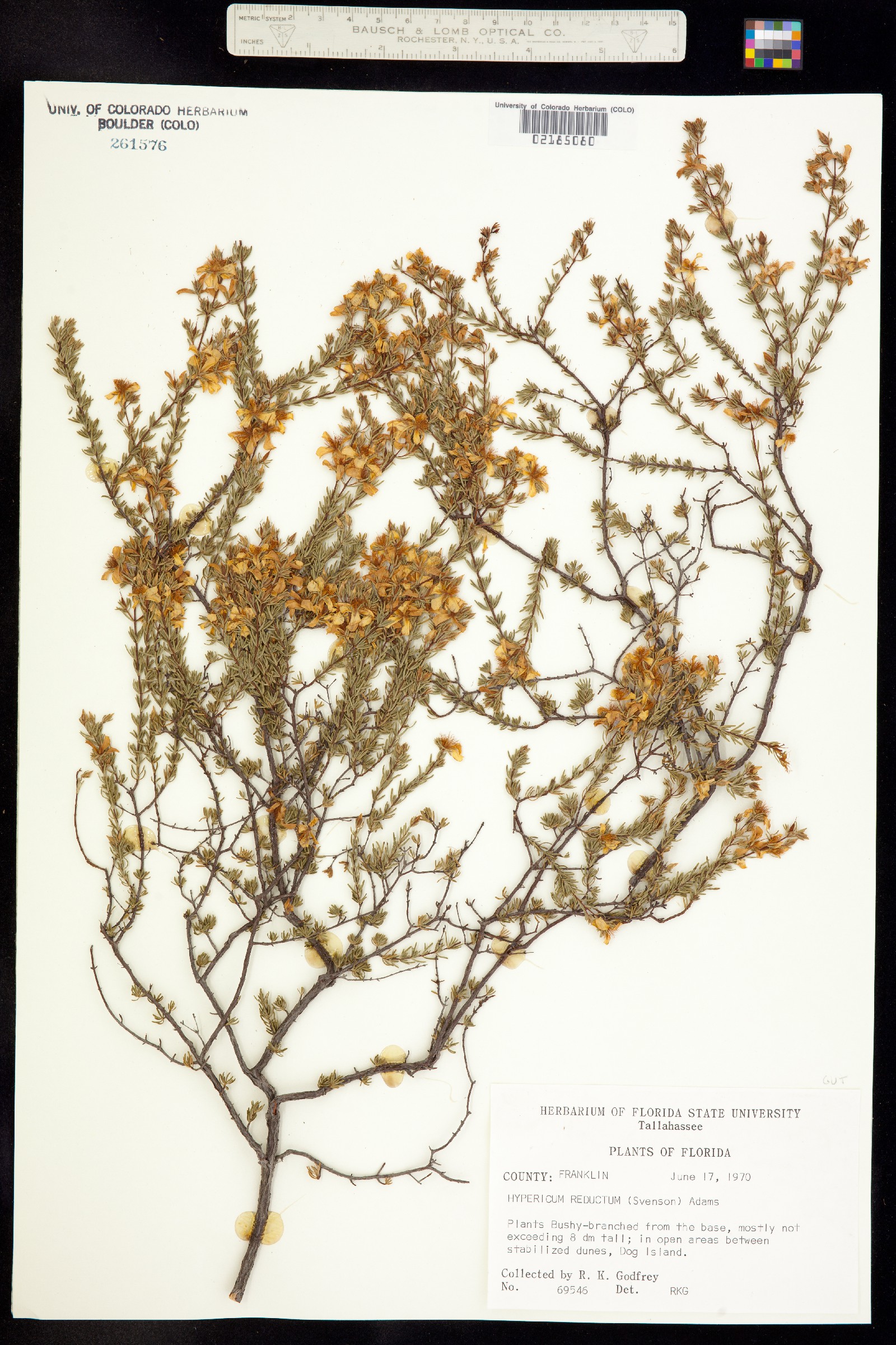 Hypericum tenuifolium image