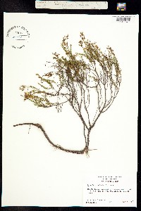 Hypericum tenuifolium image