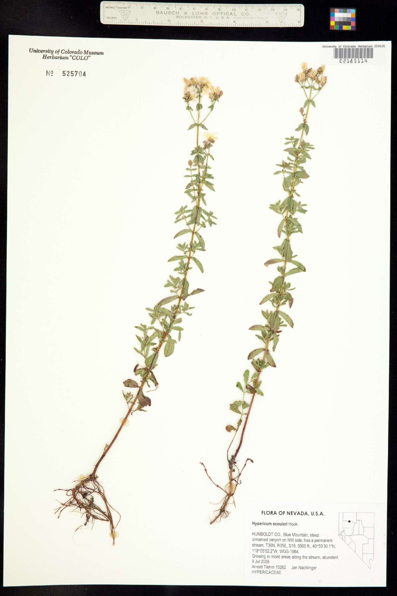 Hypericum scouleri image