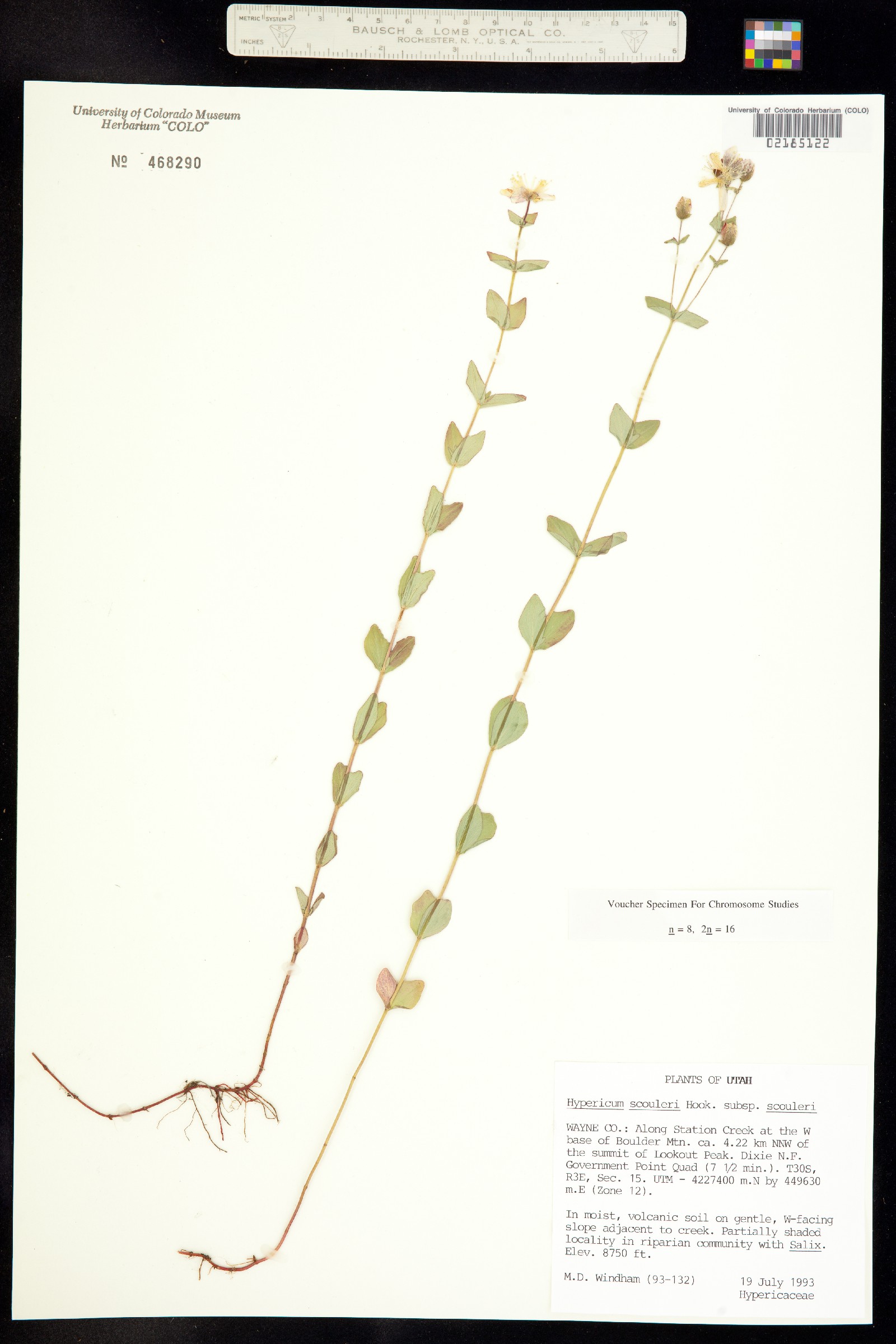 Hypericum scouleri image