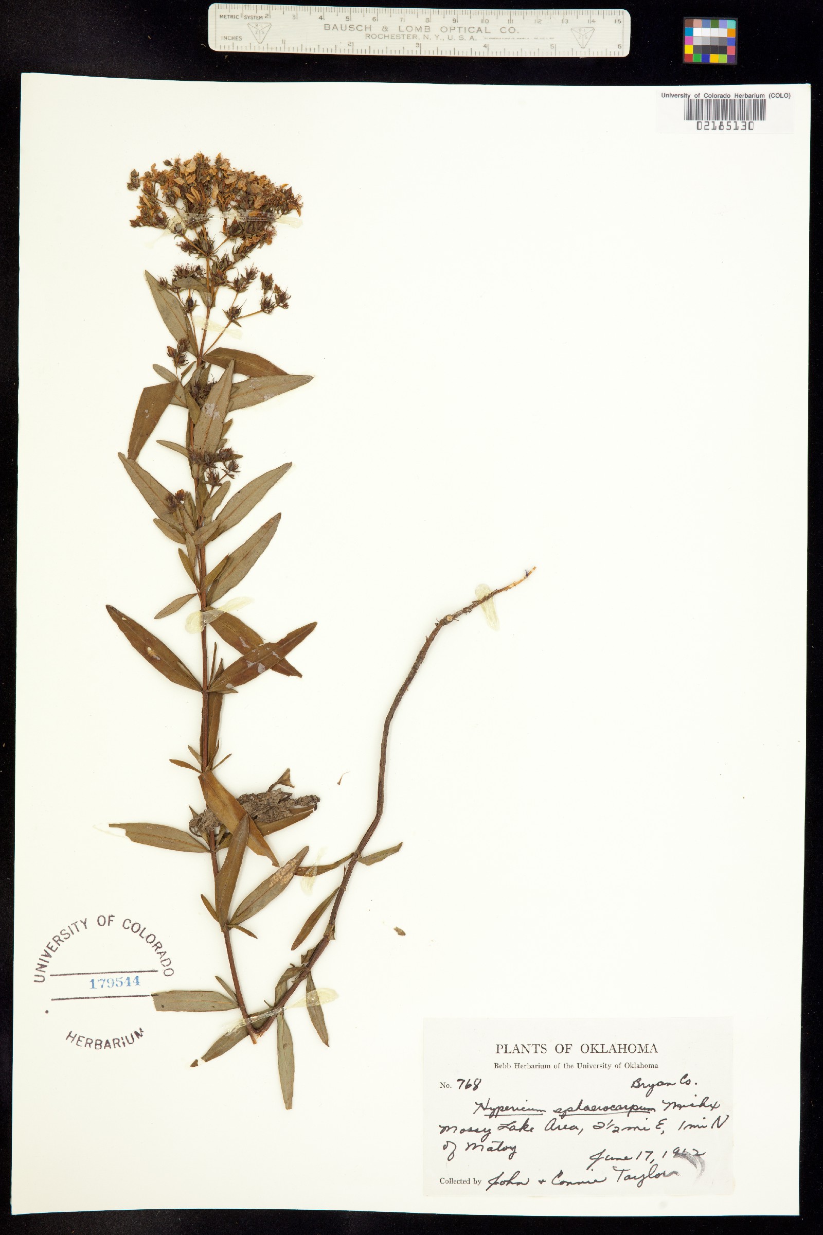 Hypericum sphaerocarpum image