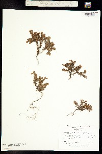 Image of Hypericum suffruticosum