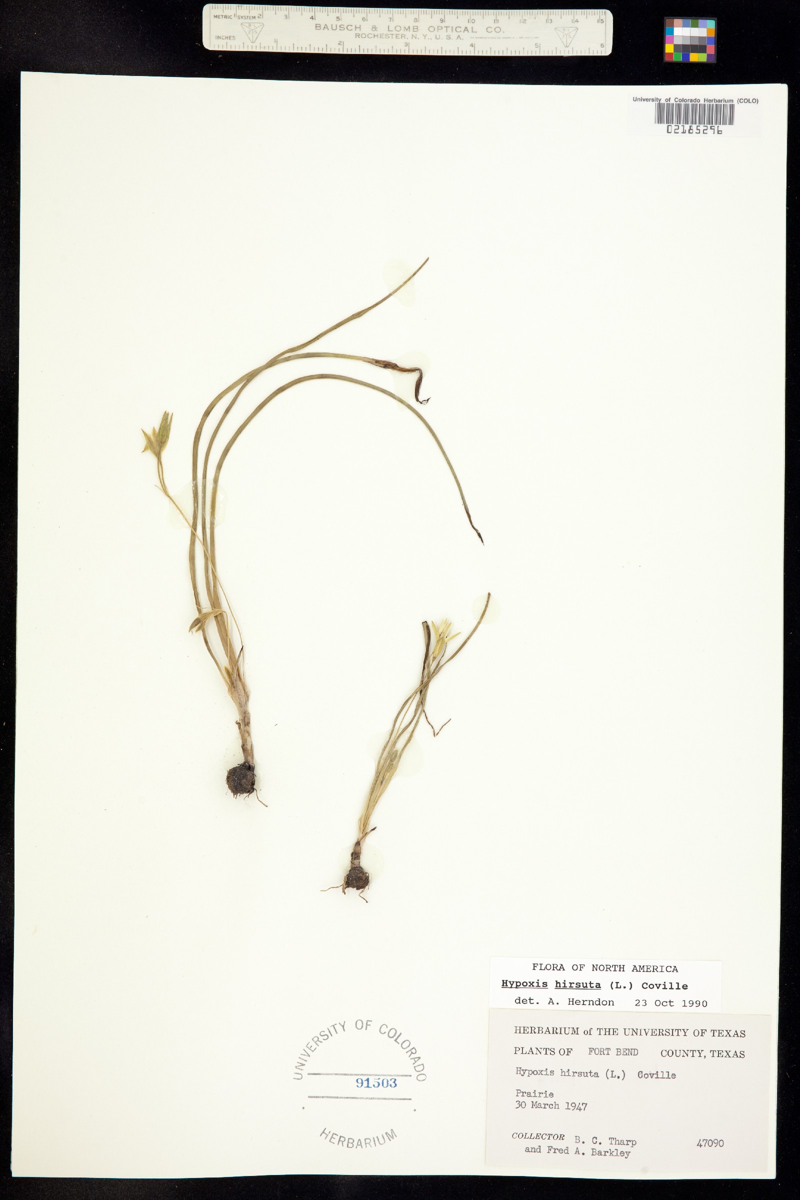 Hypoxis hirsuta image