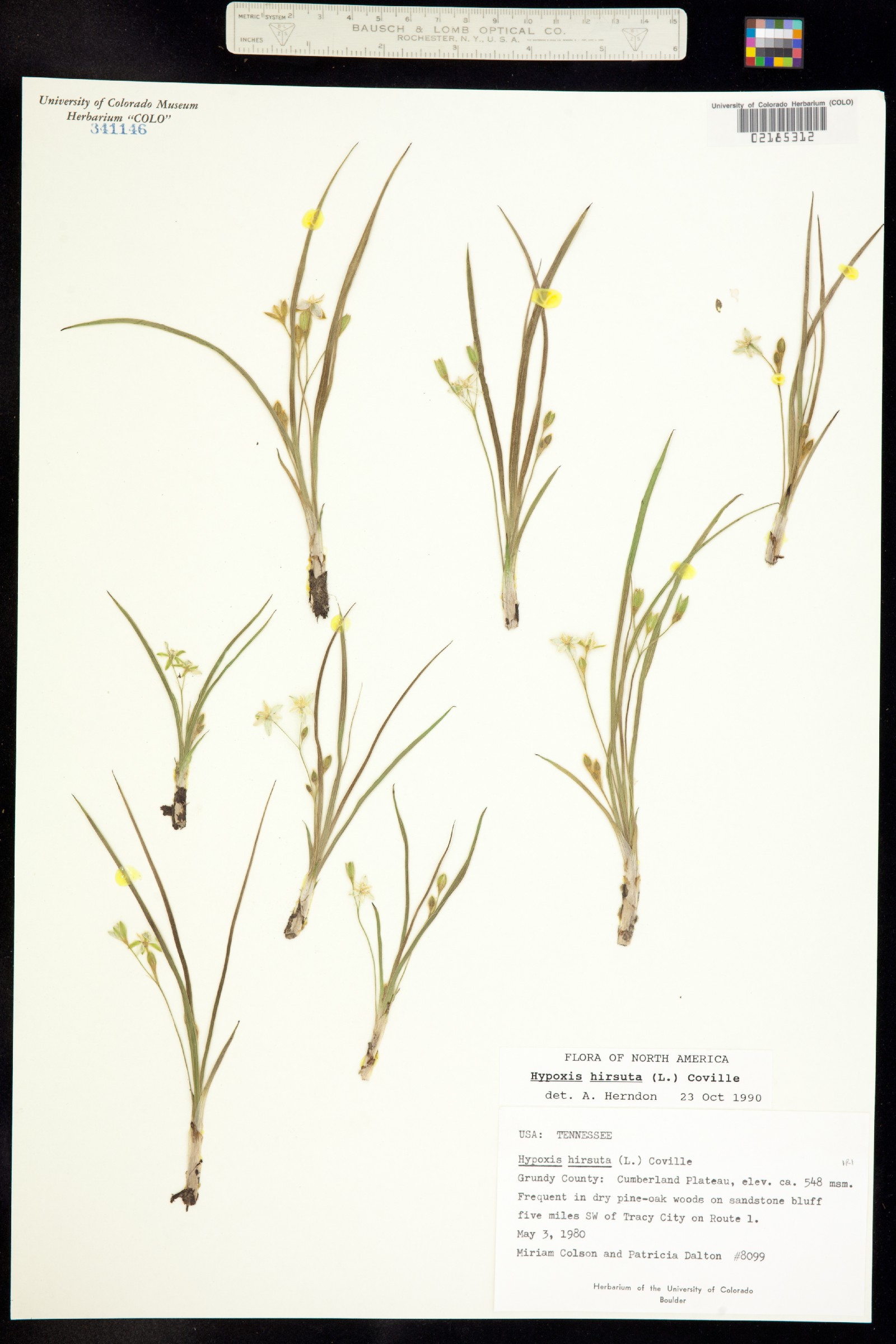 Hypoxis hirsuta image