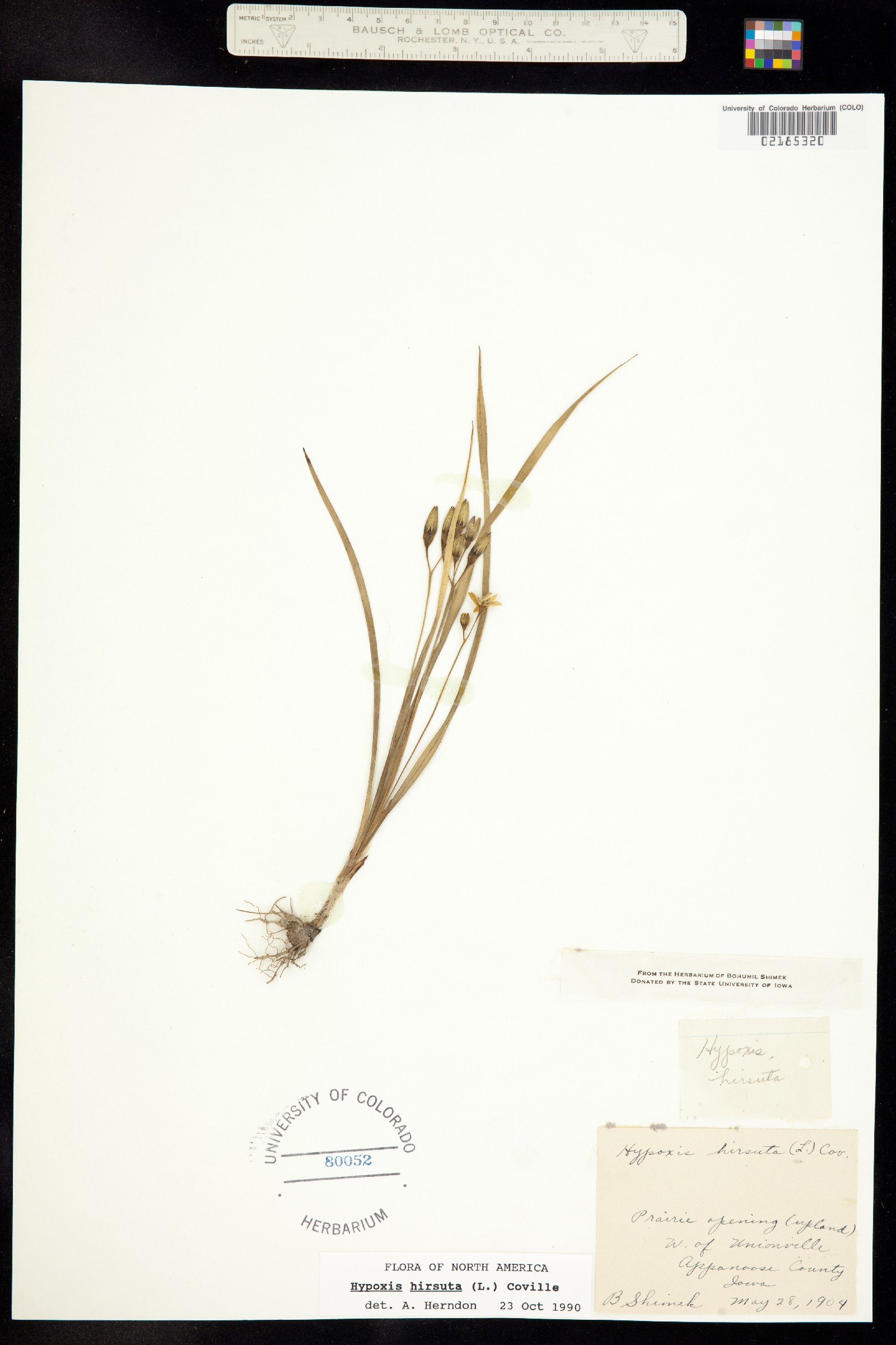 Hypoxis image