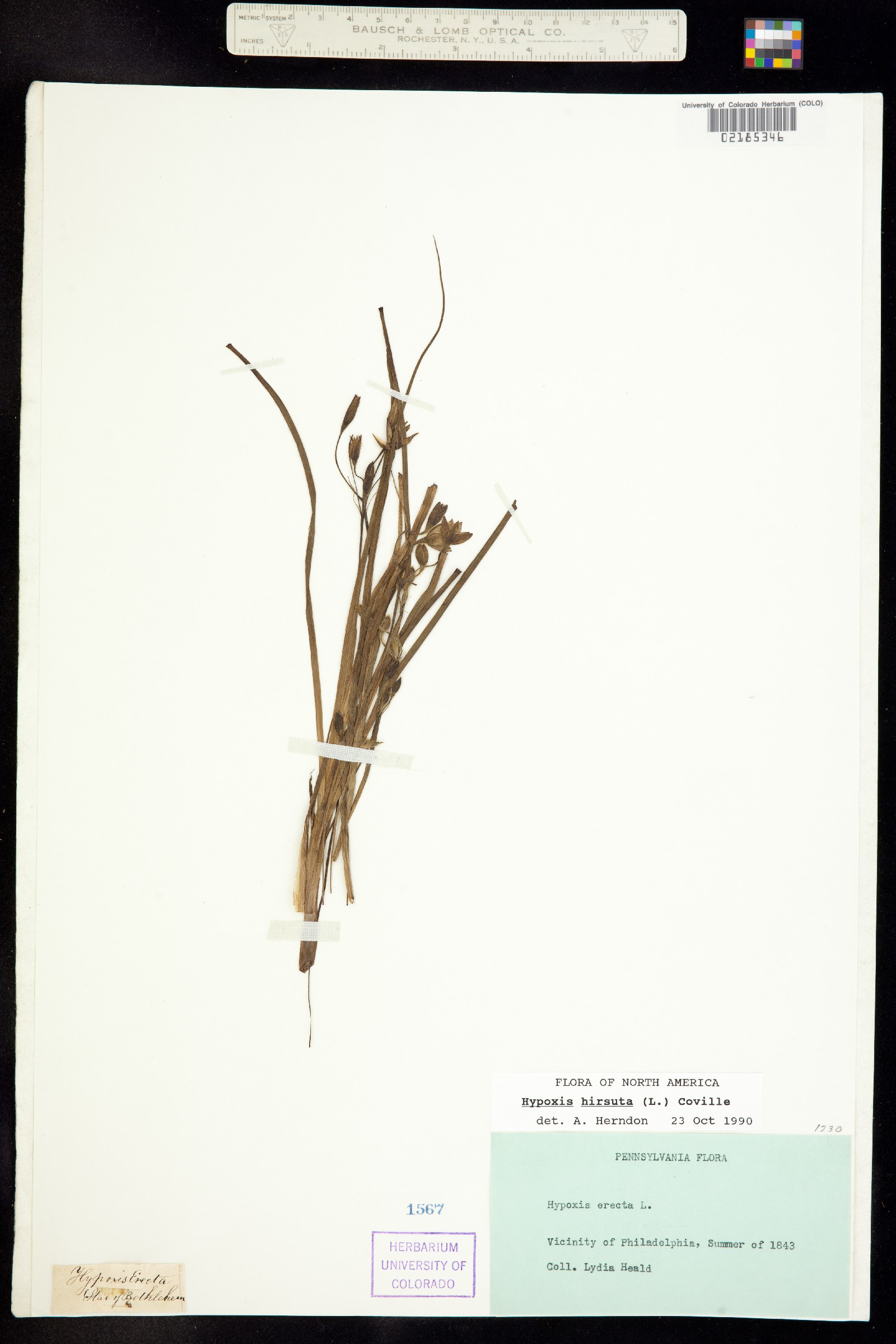 Hypoxis hirsuta image