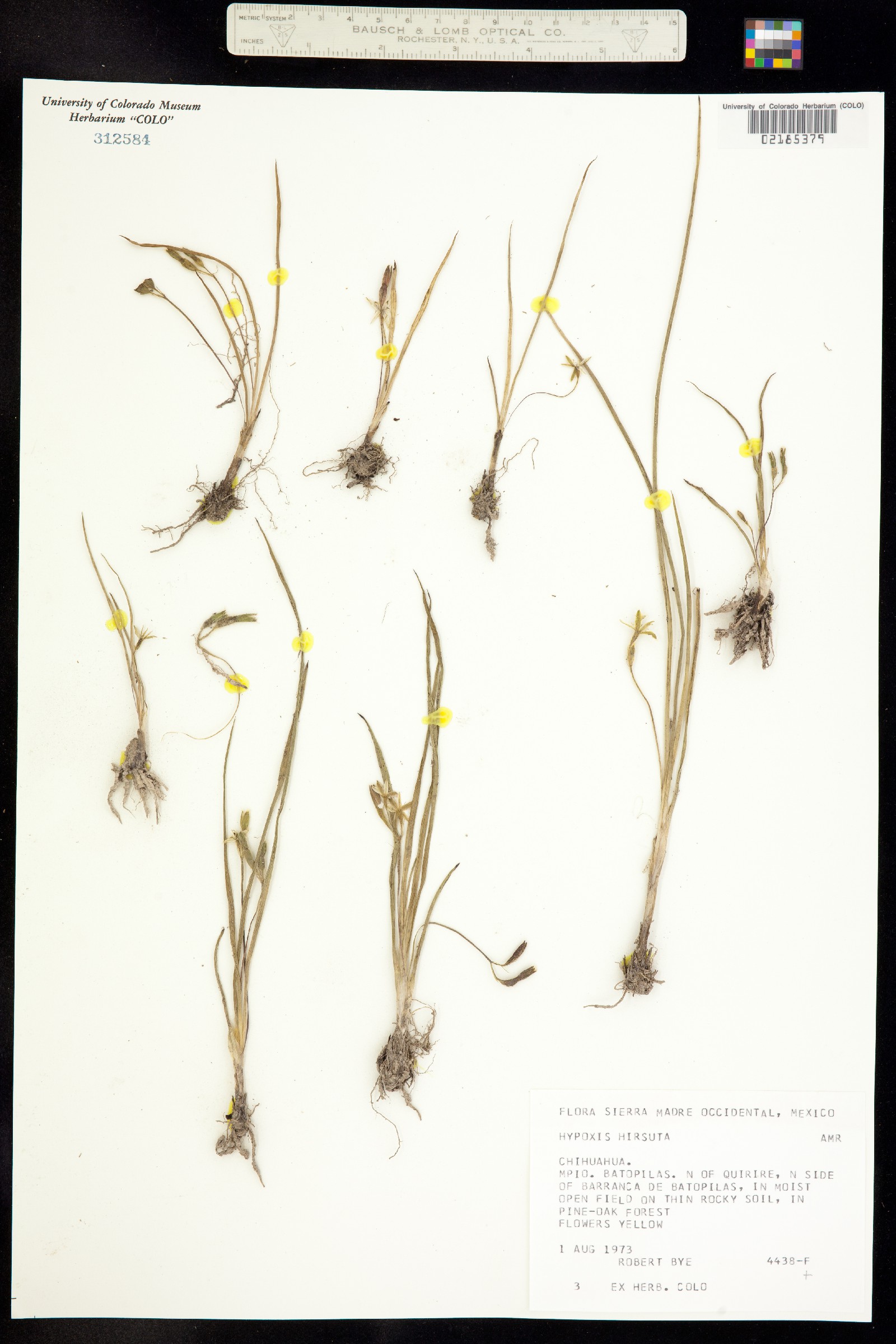 Hypoxis hirsuta image