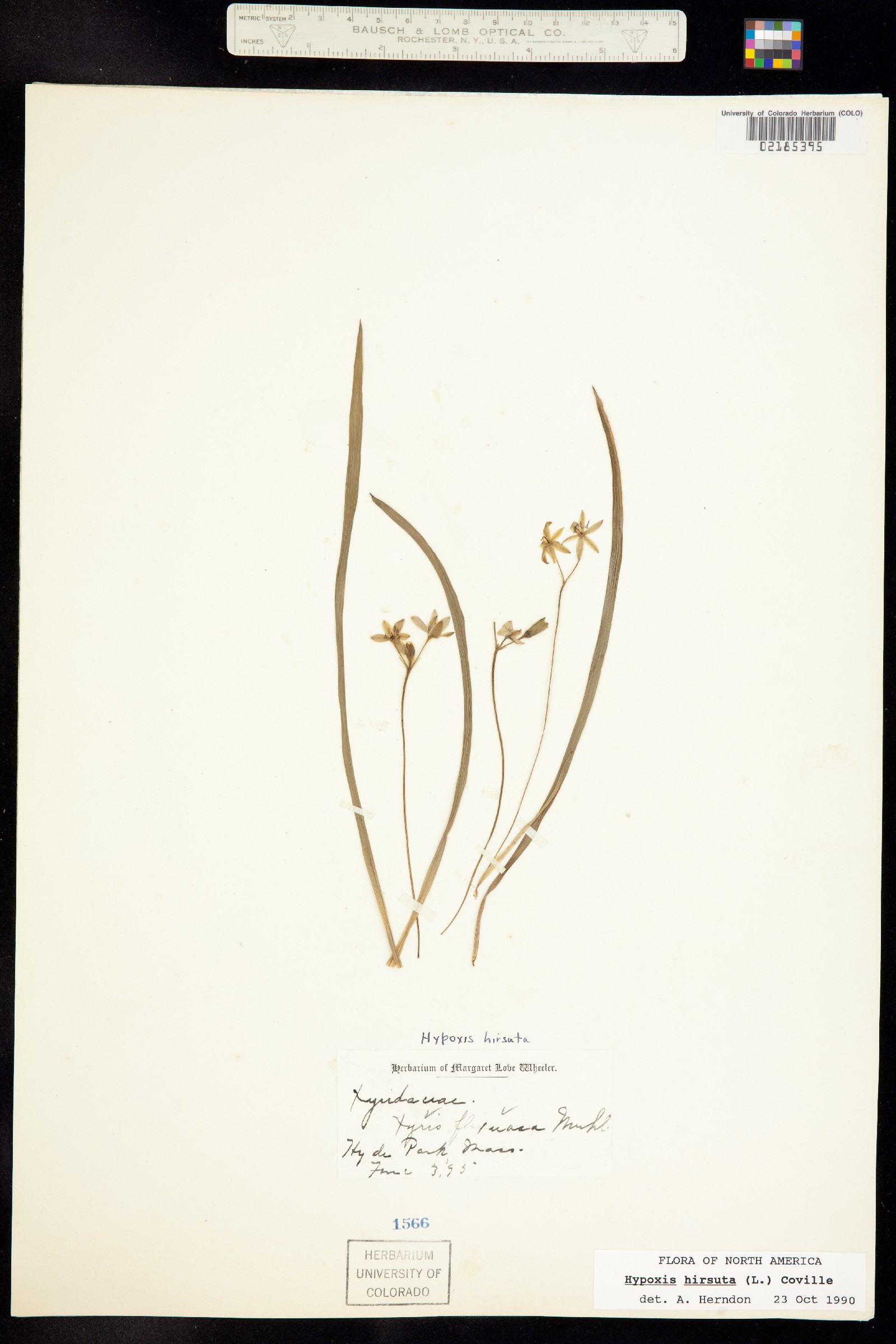 Hypoxis hirsuta image