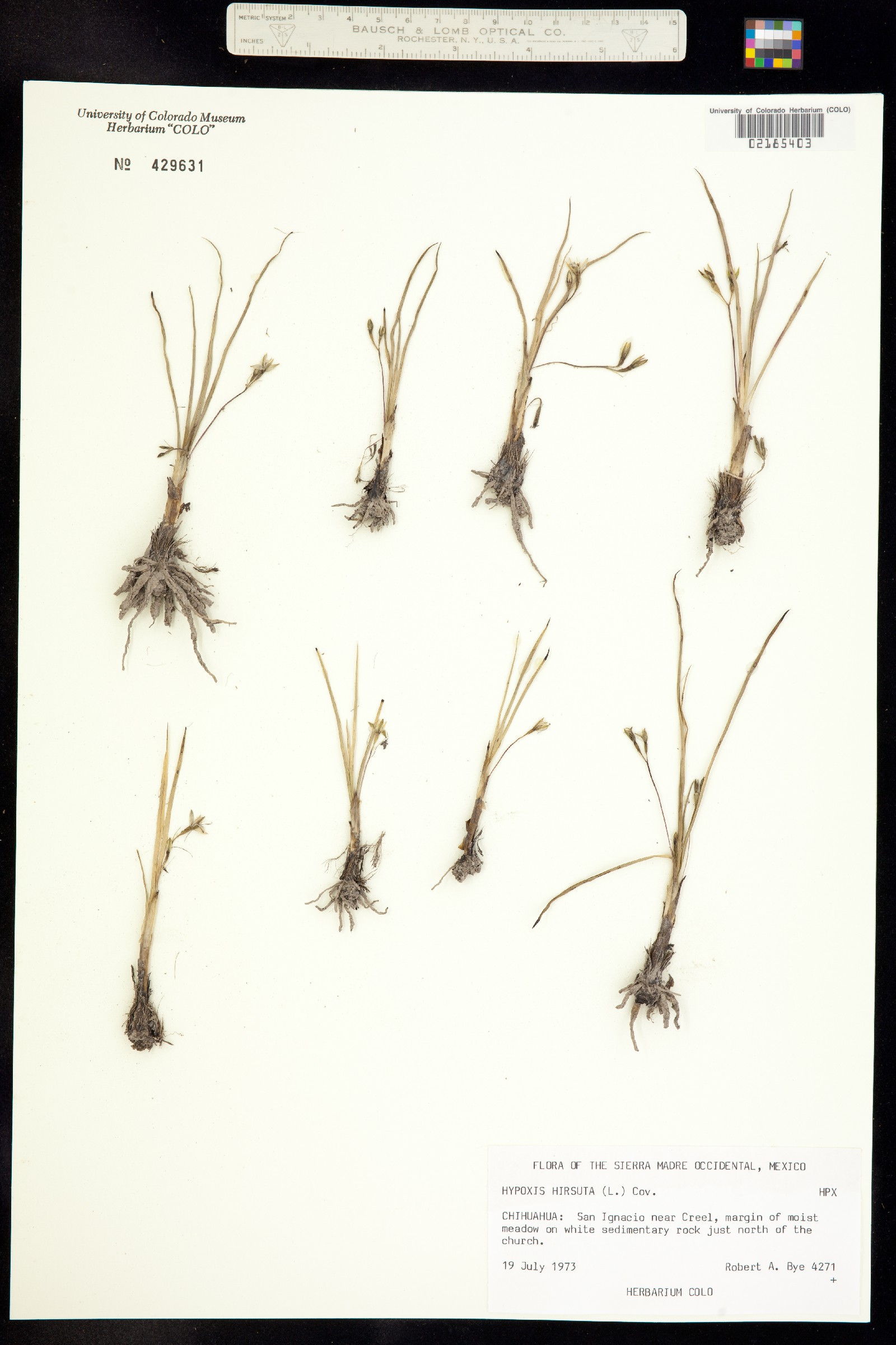 Hypoxis image