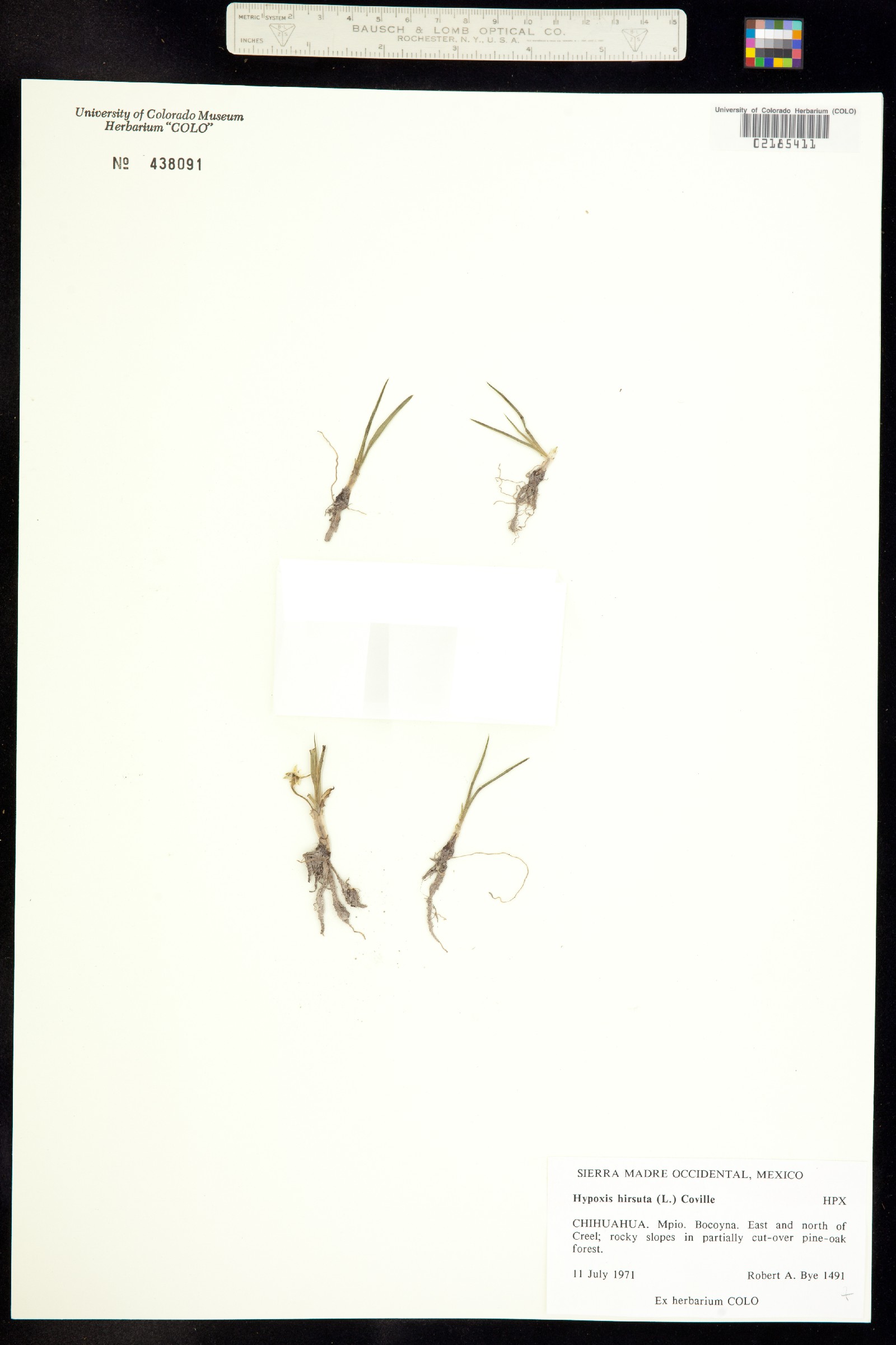 Hypoxis hirsuta image