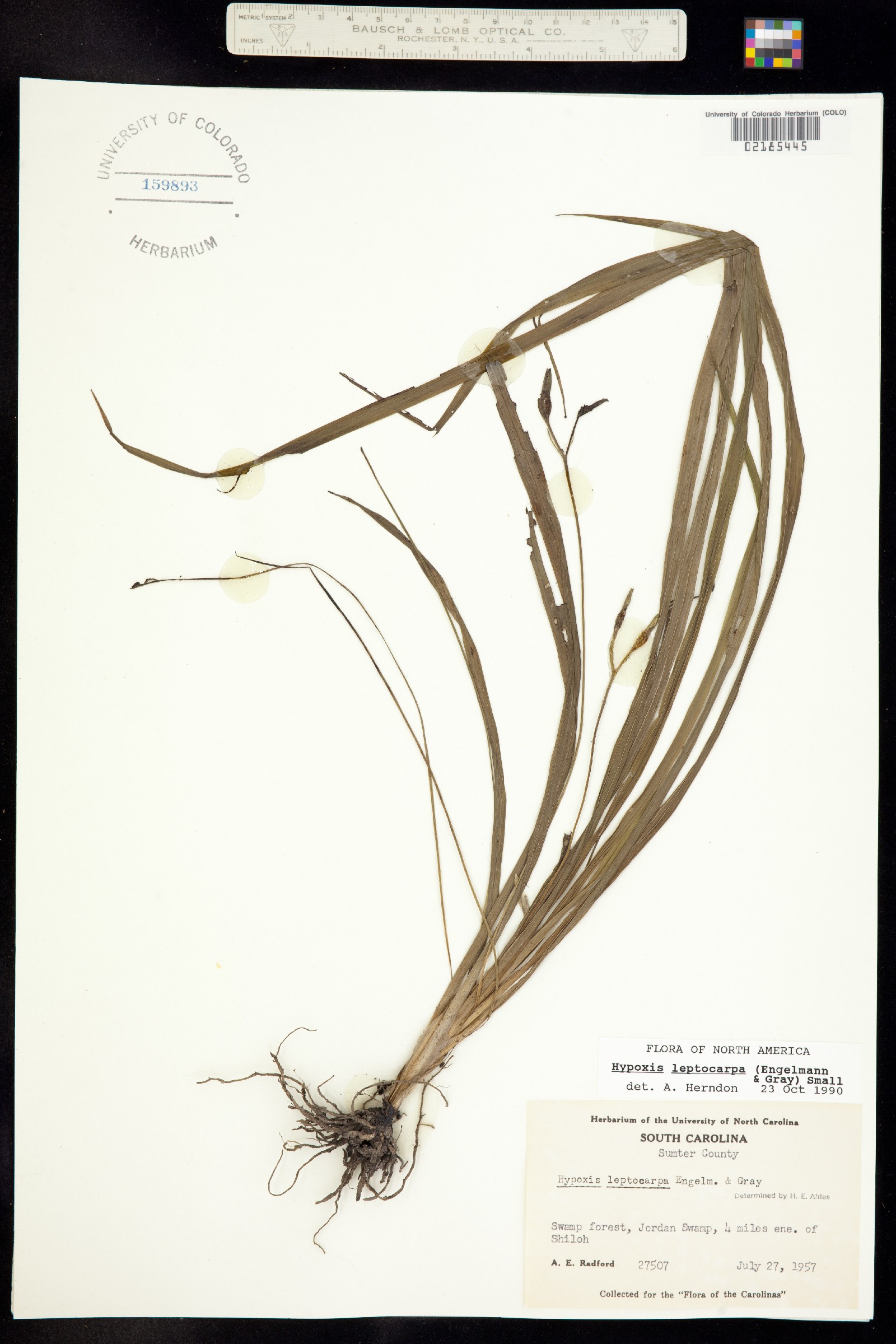 Hypoxis curtissii image