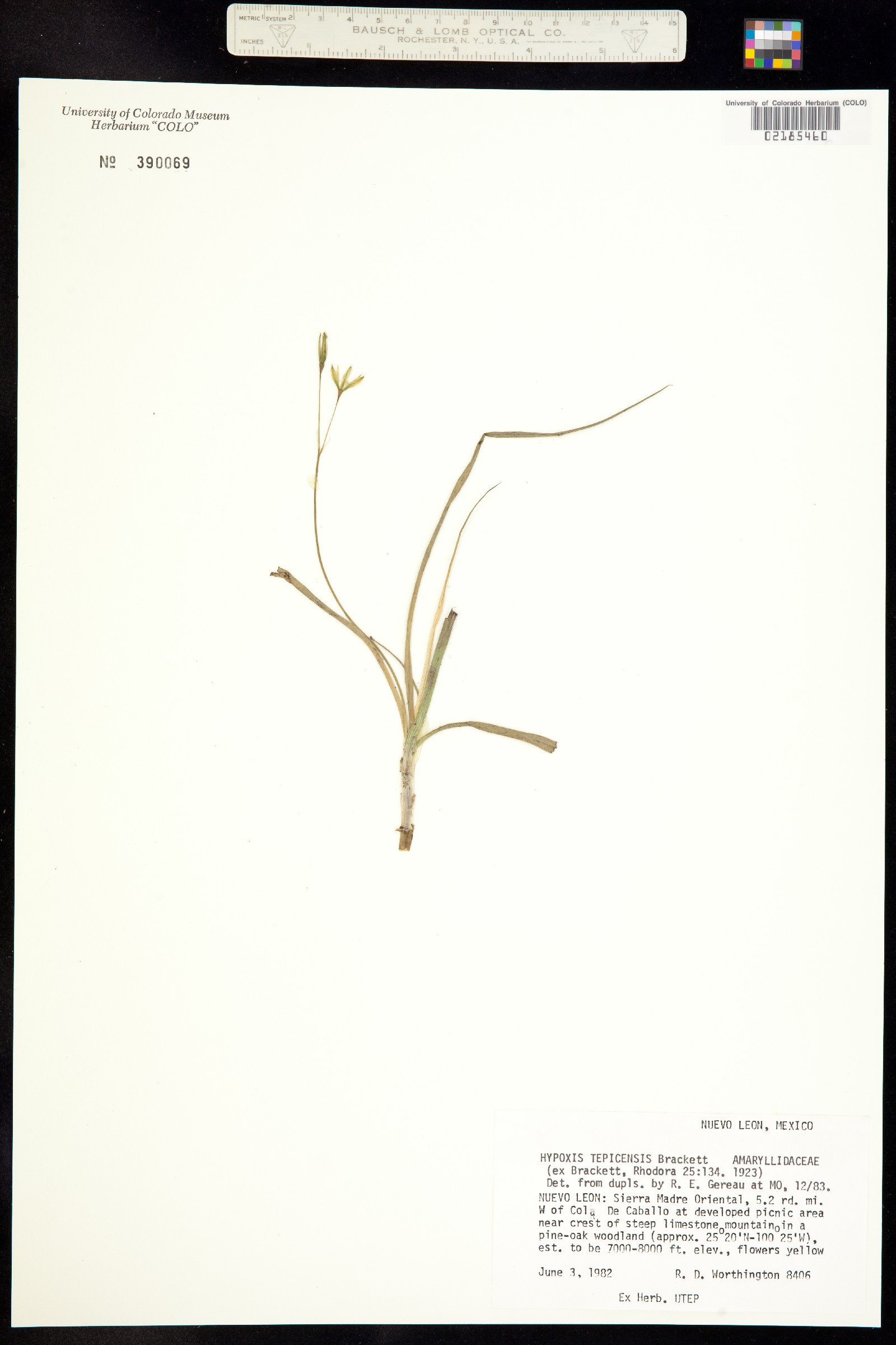 Hypoxis tepicensis image