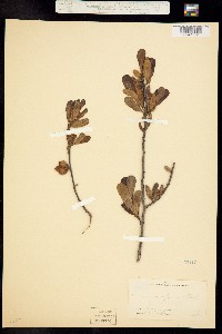 Image of Illicium floridanum