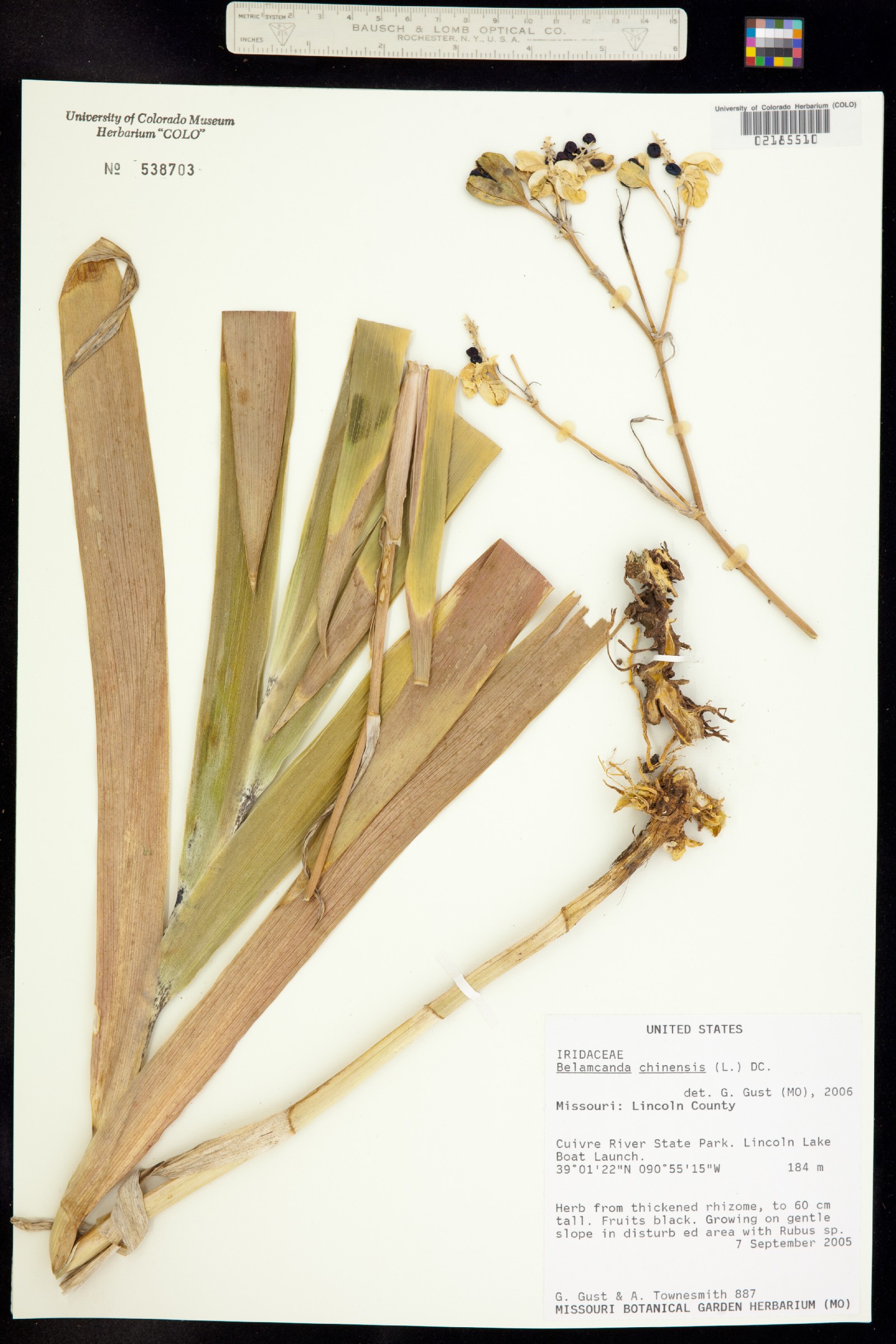 Iris domestica image