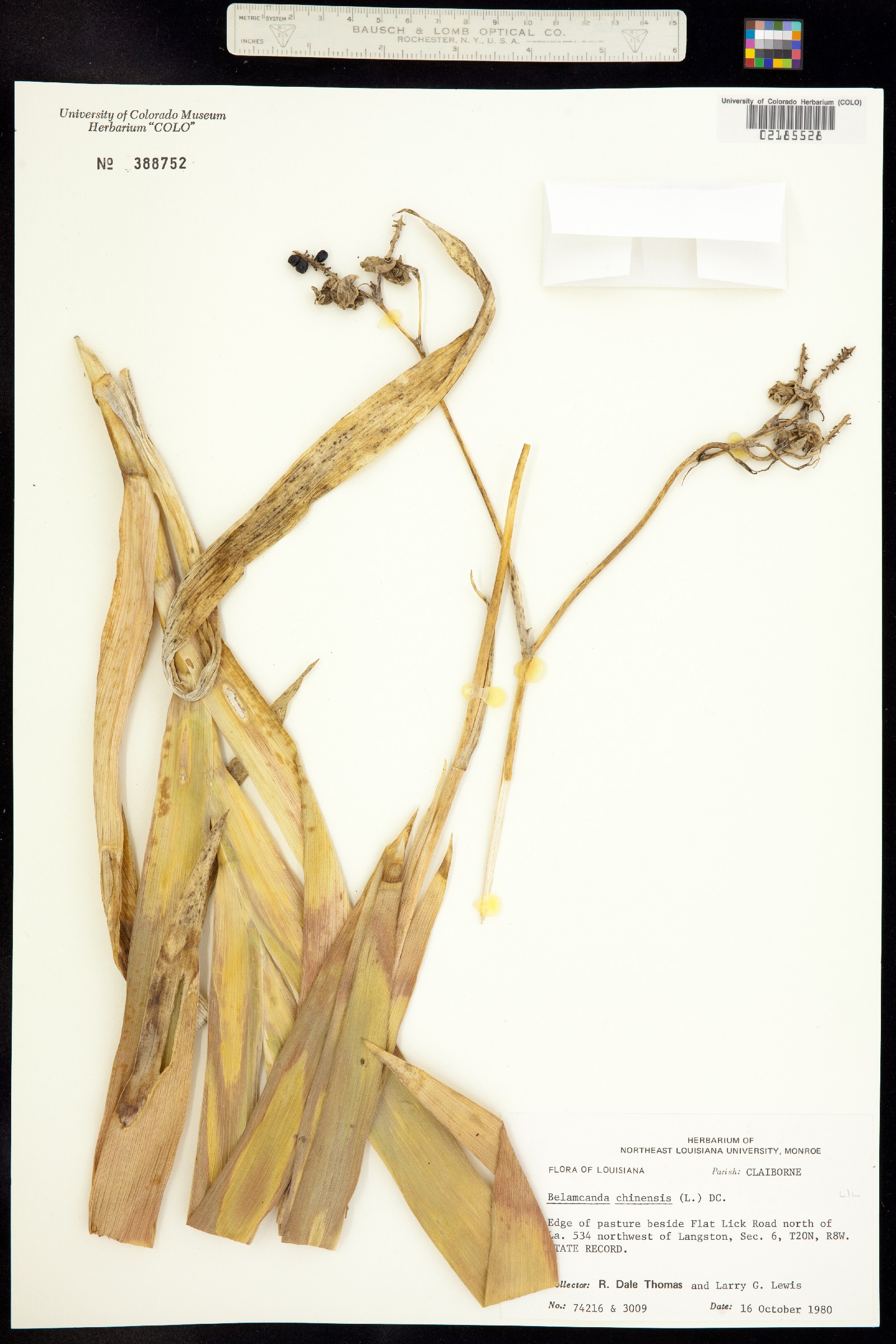 Iris domestica image