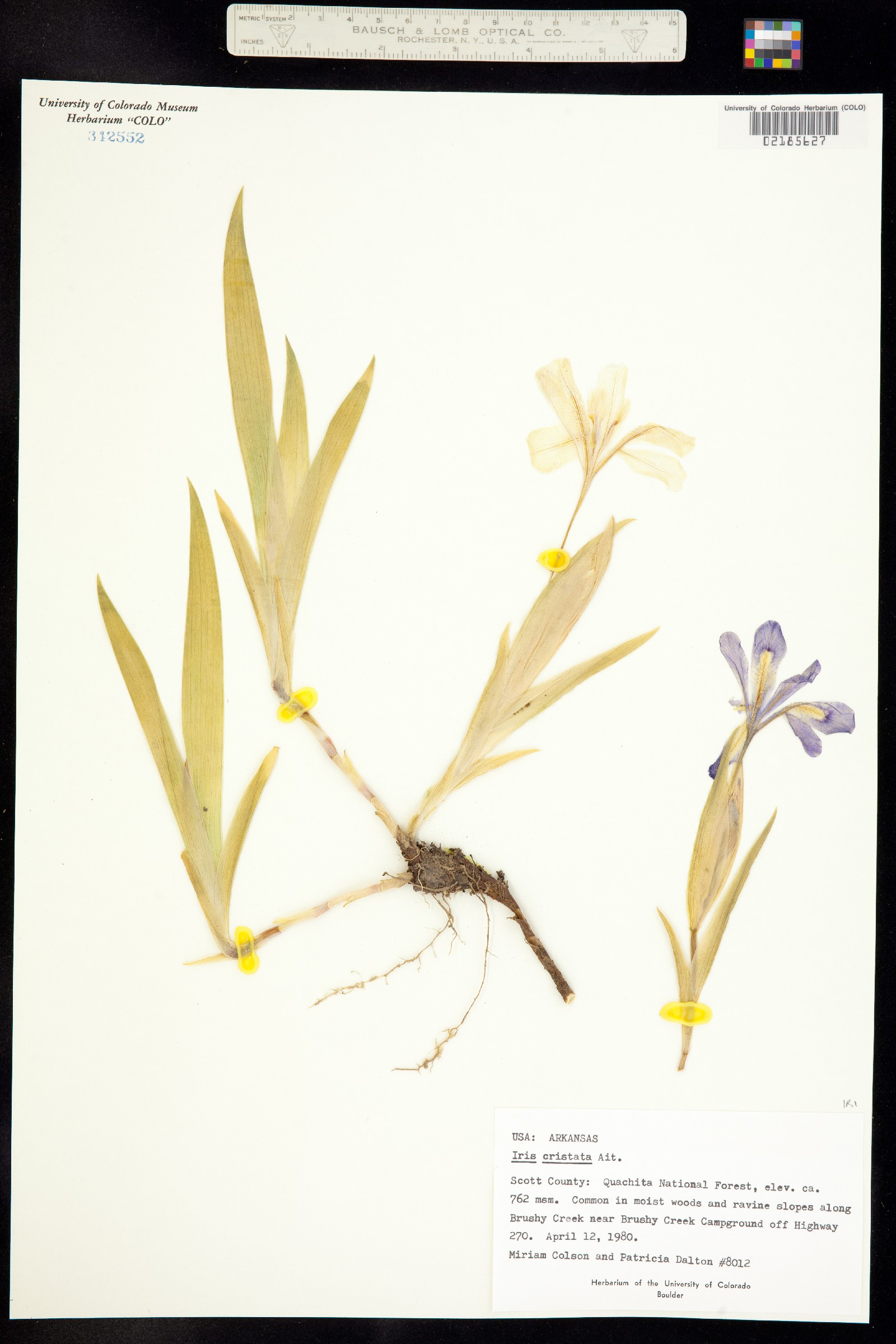Iris cristata image