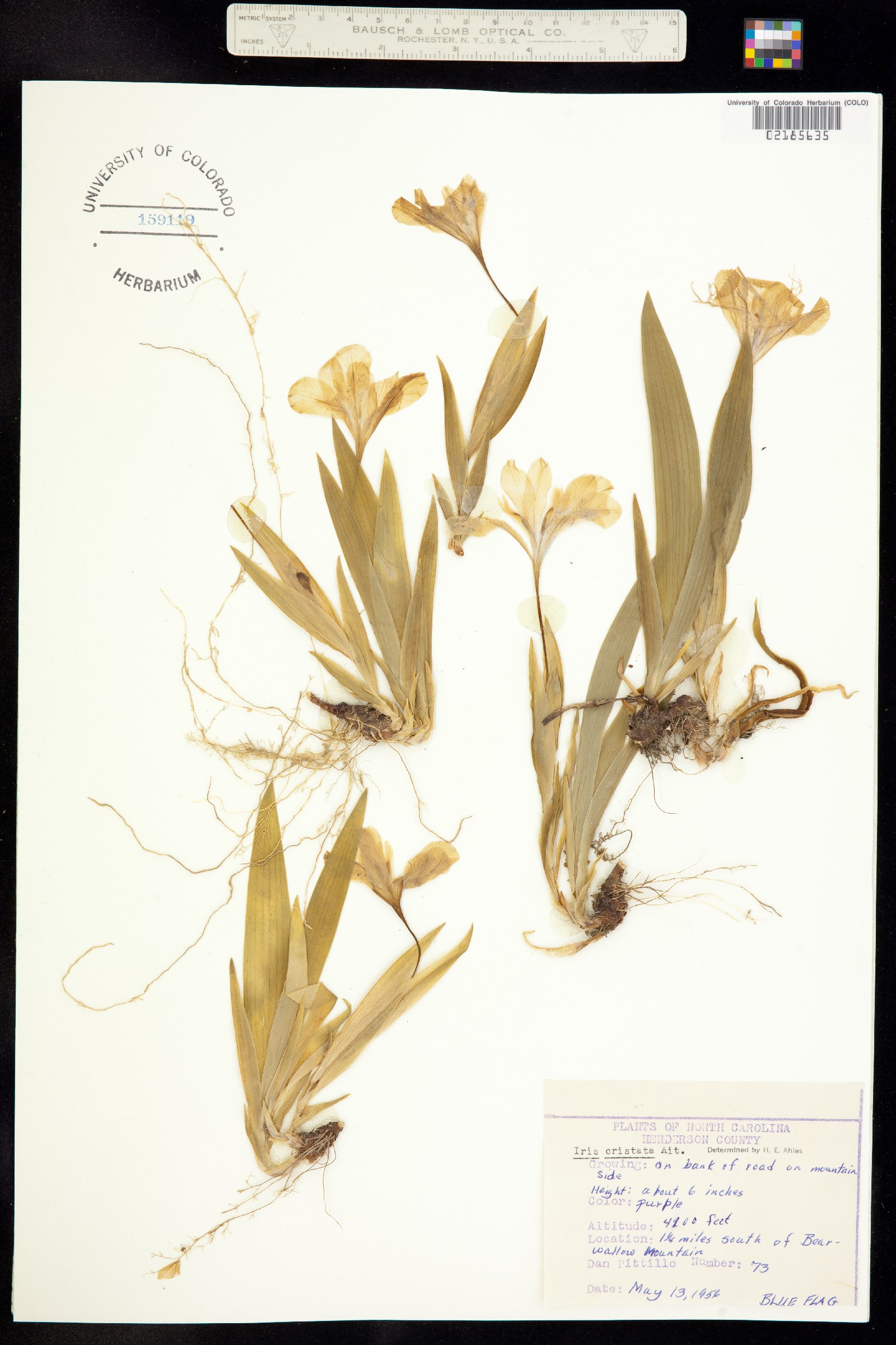 Iris cristata image