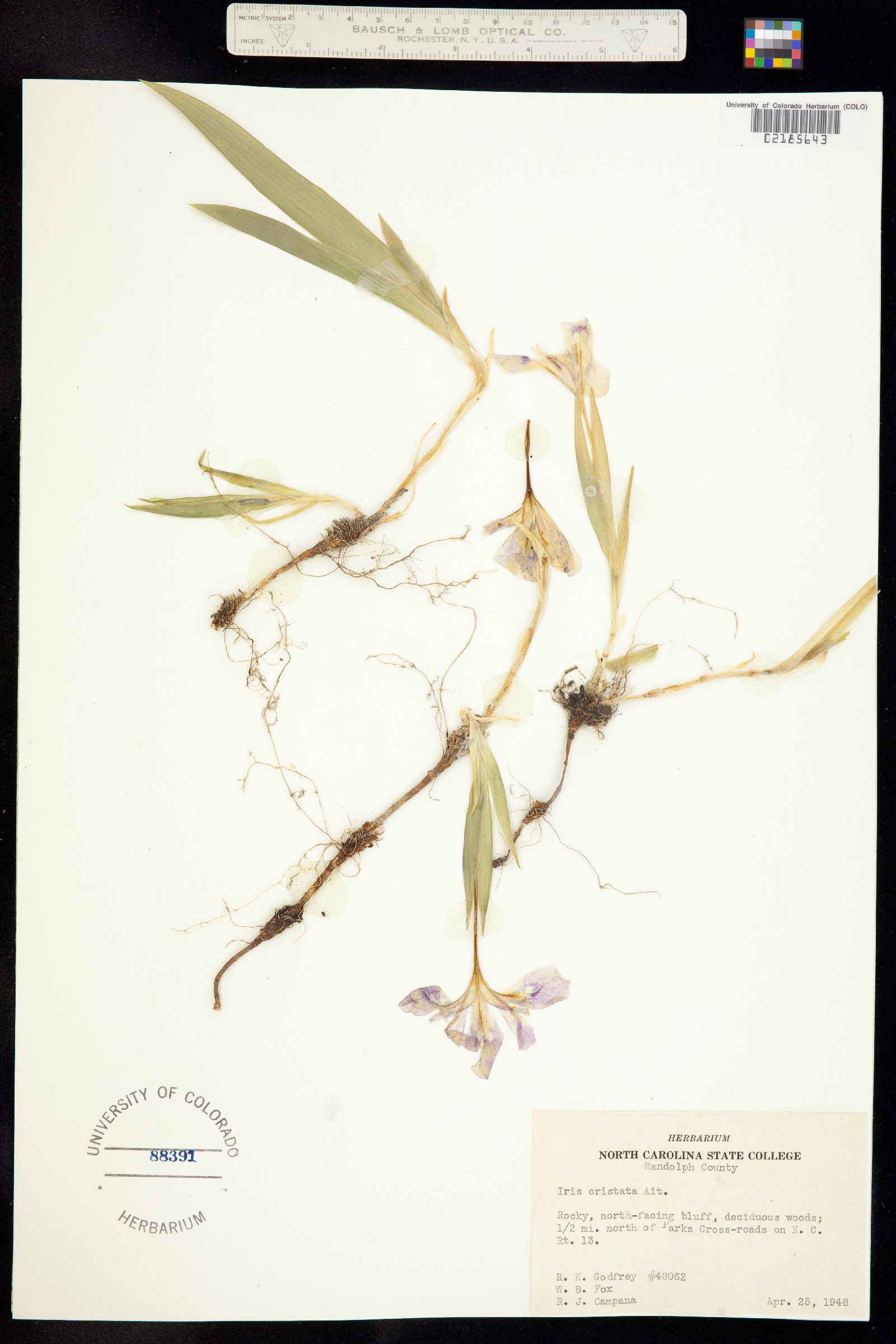 Iris cristata image