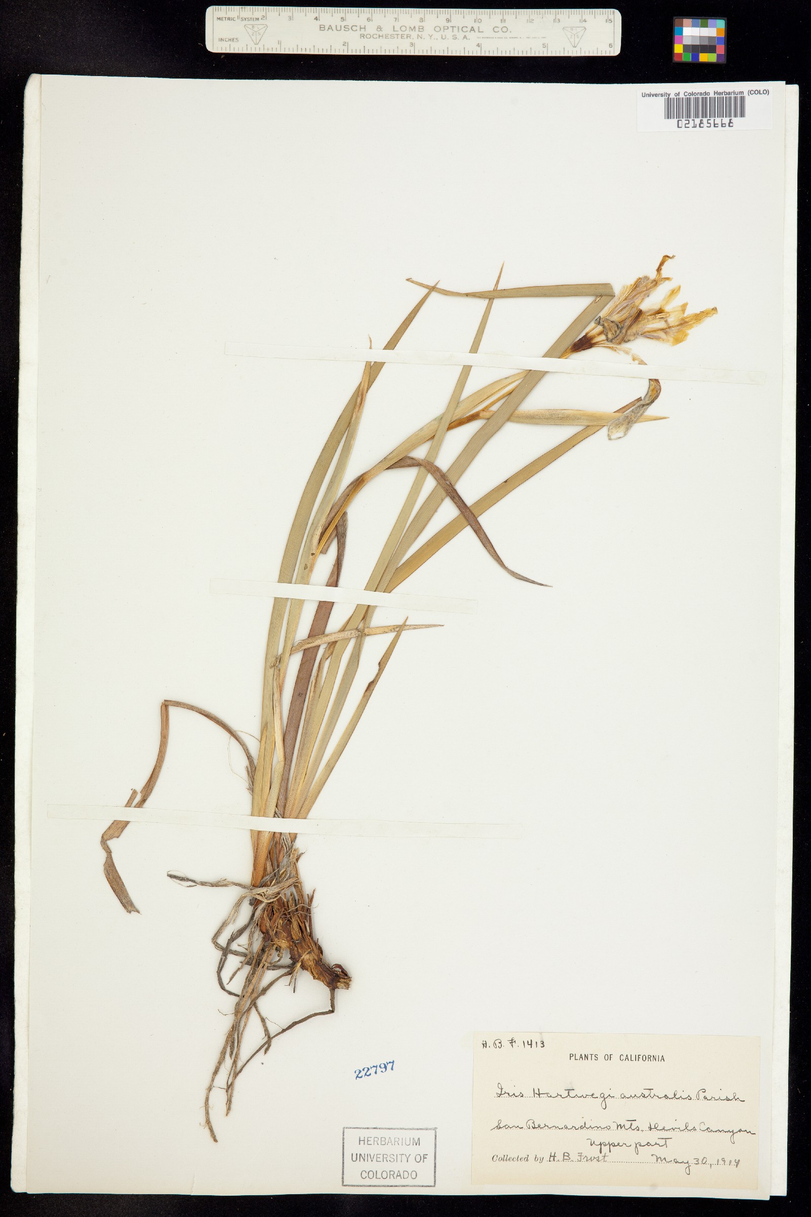 Iris hartwegii image