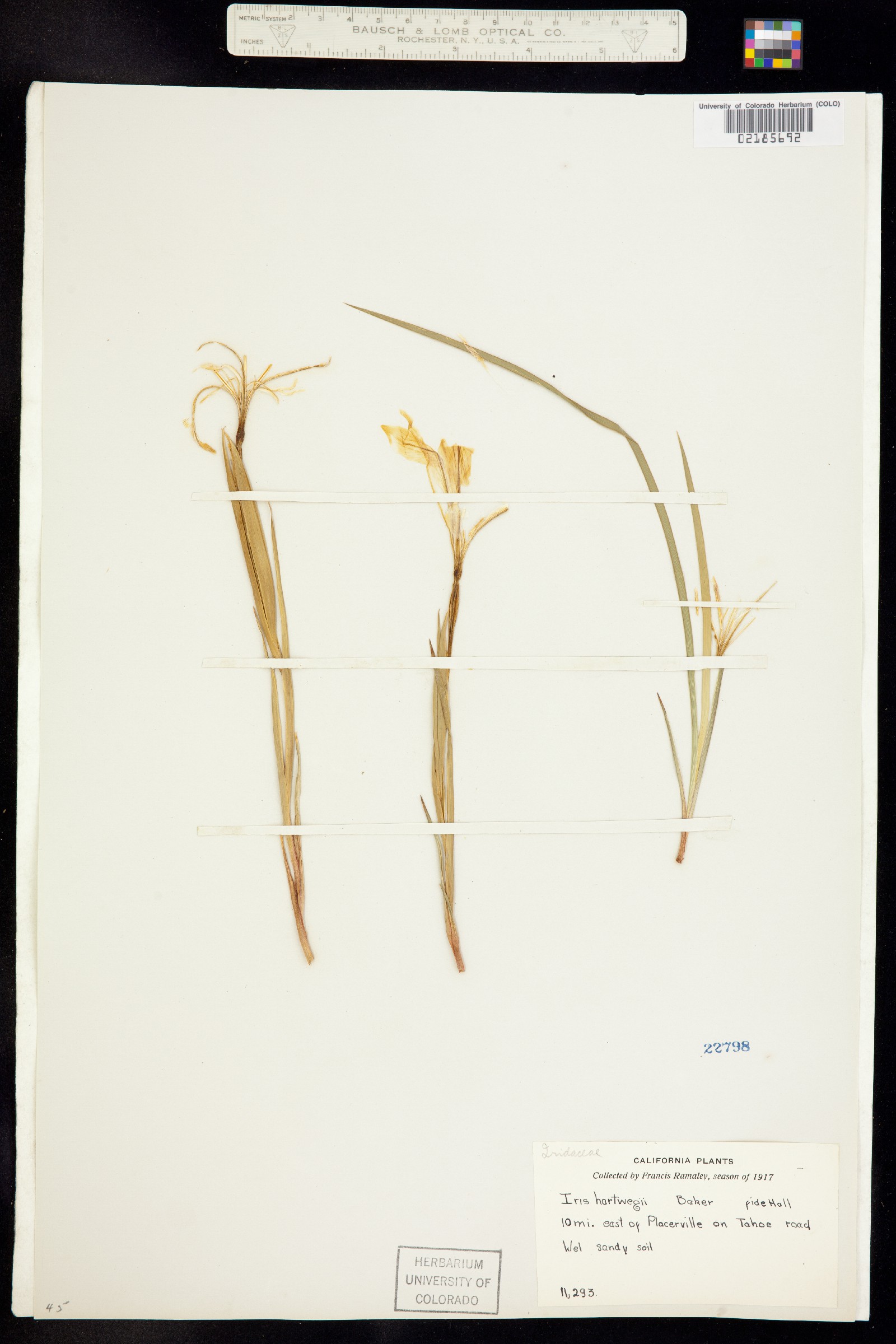 Iris hartwegii image
