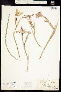 Iris hartwegii image