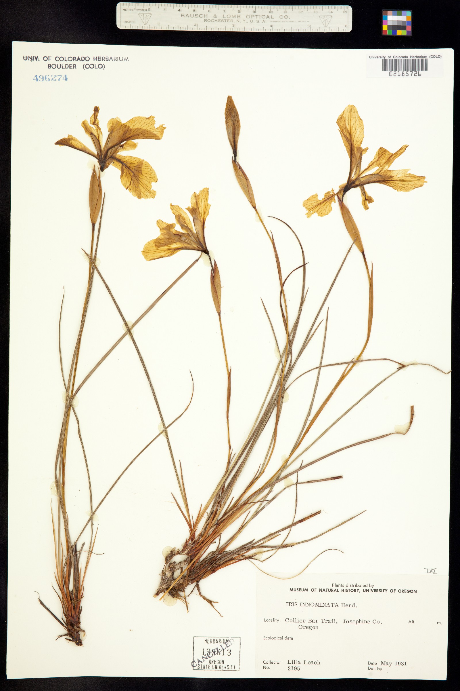 Iris innominata image
