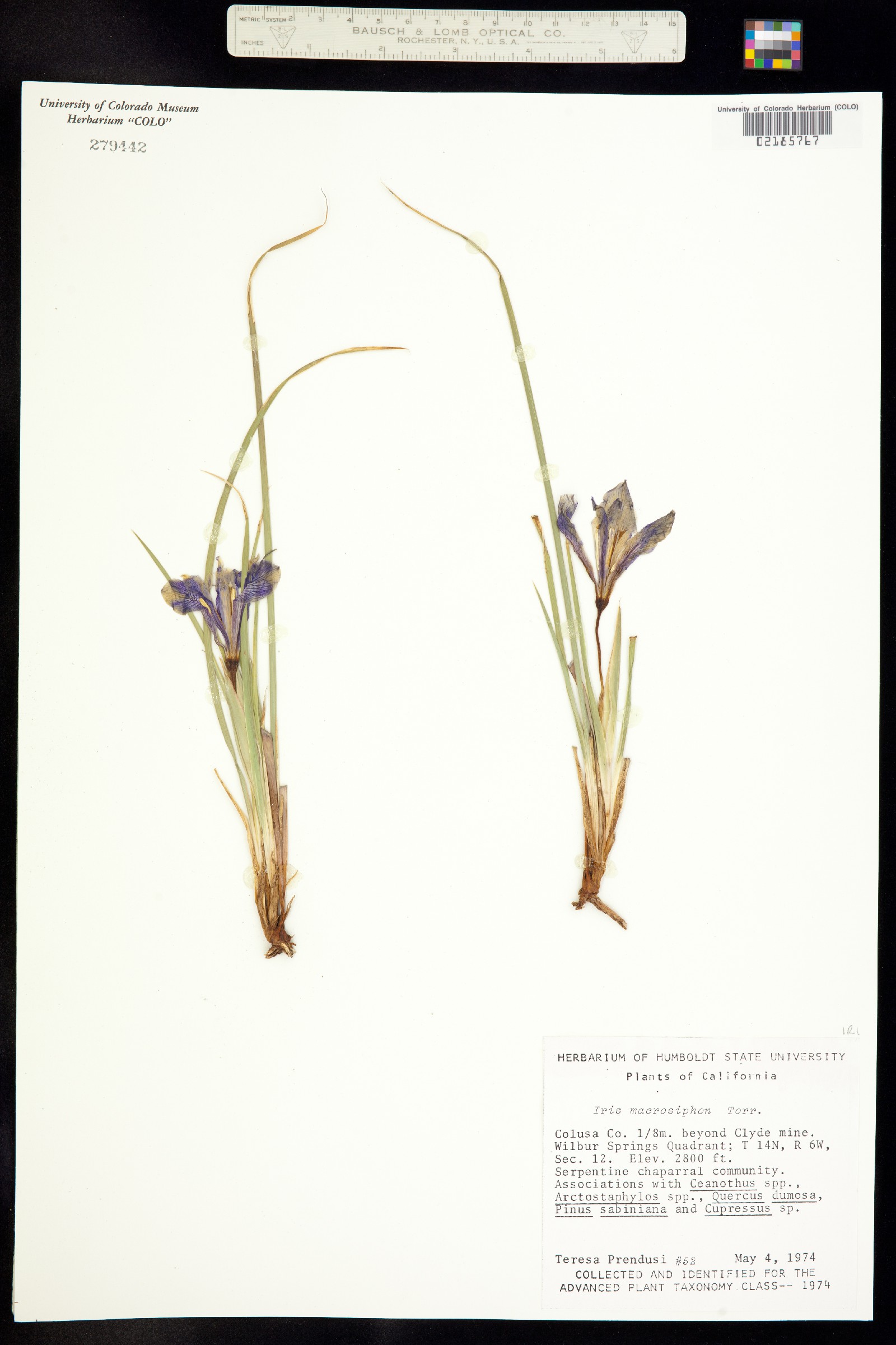 Iris macrosiphon image