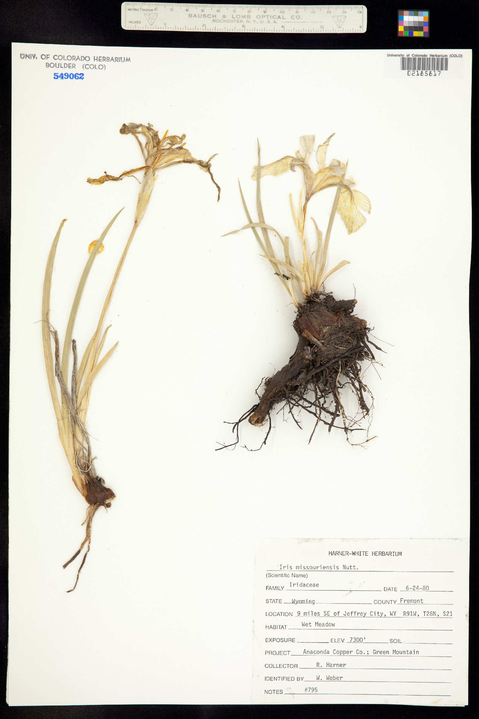 Iris missouriensis image