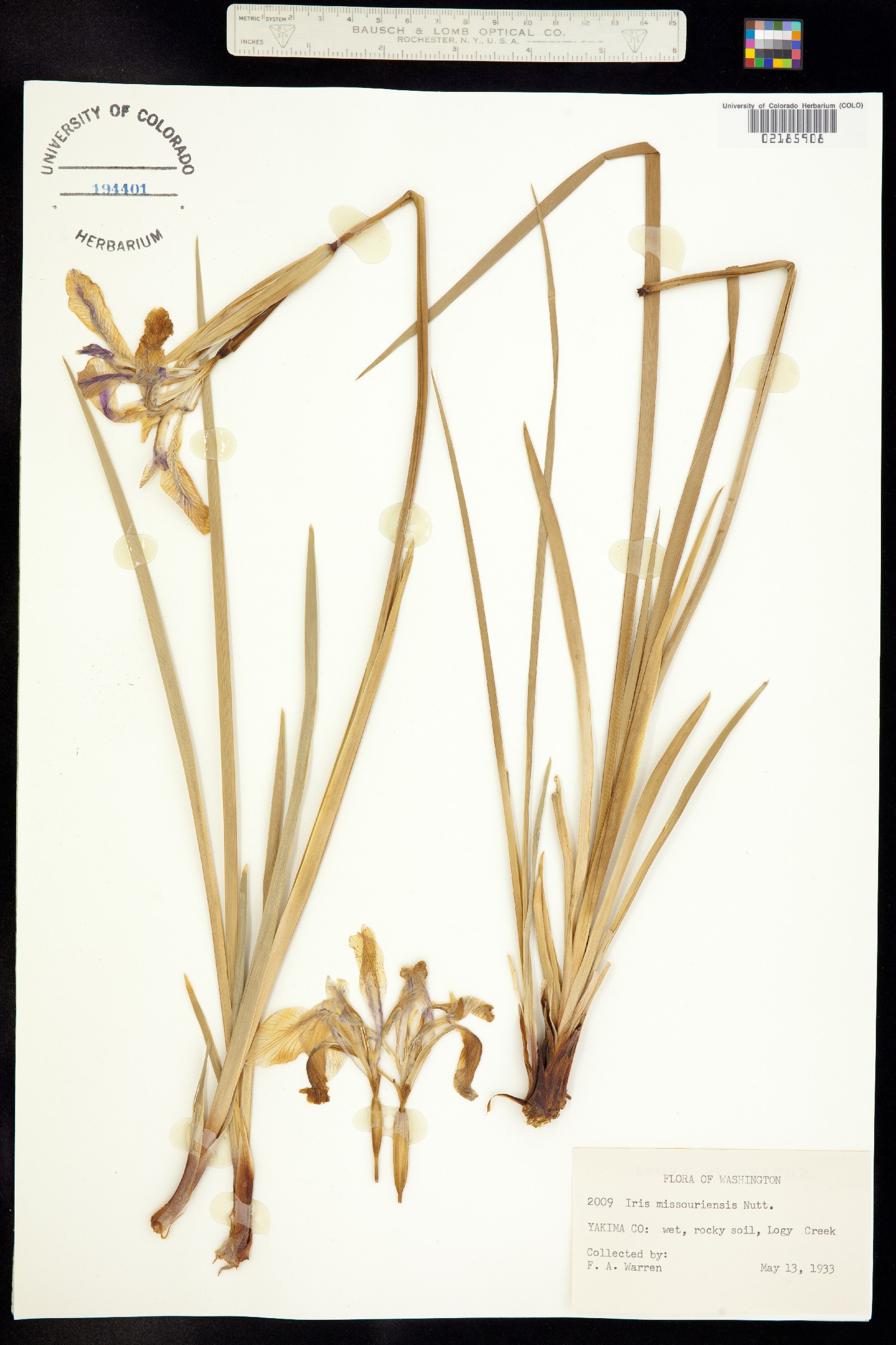 Iris image