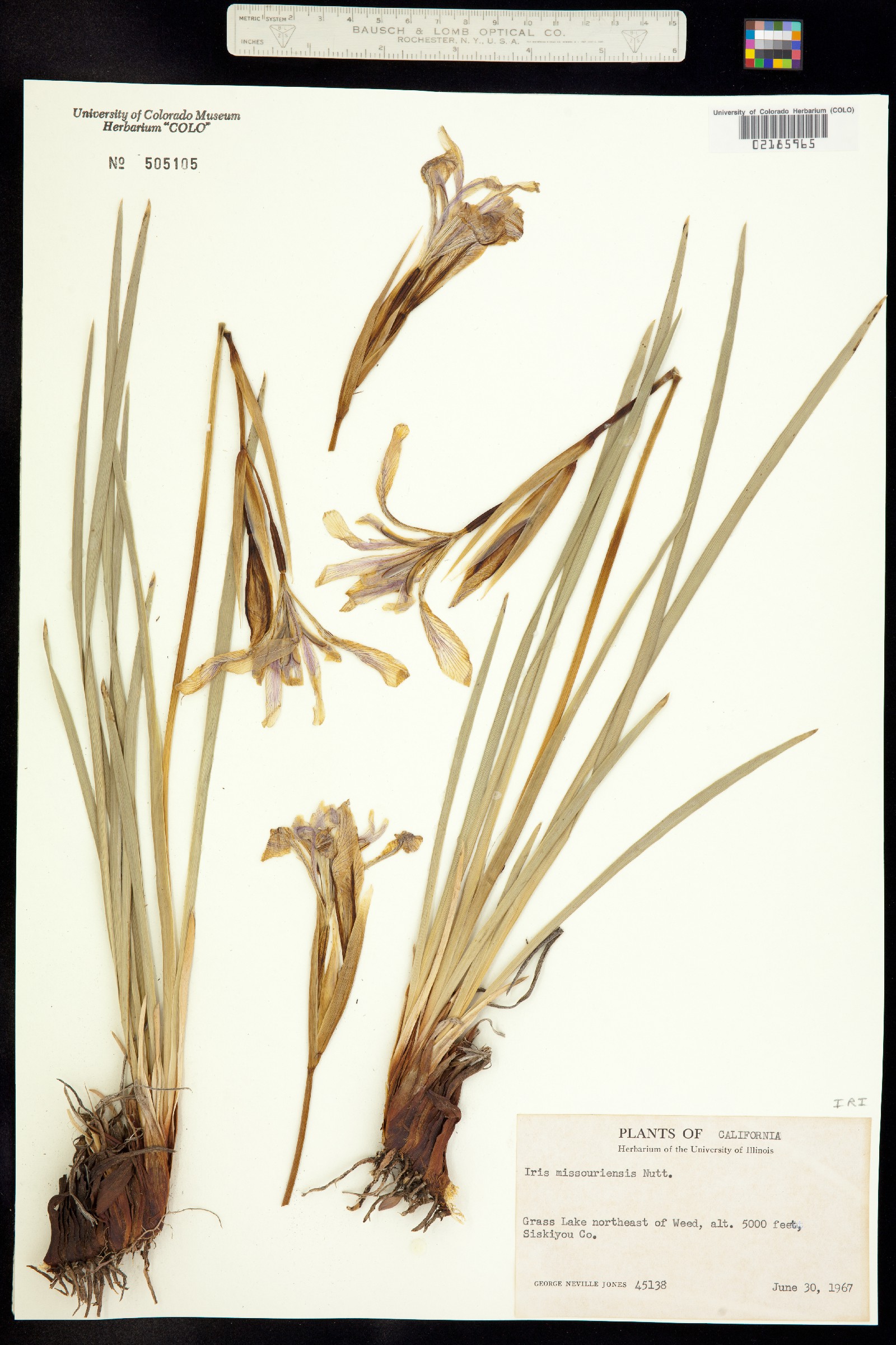 Iris missouriensis image