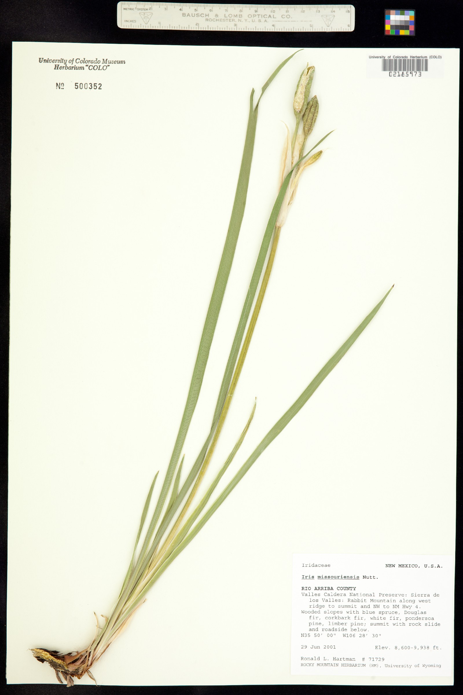 Iris missouriensis image