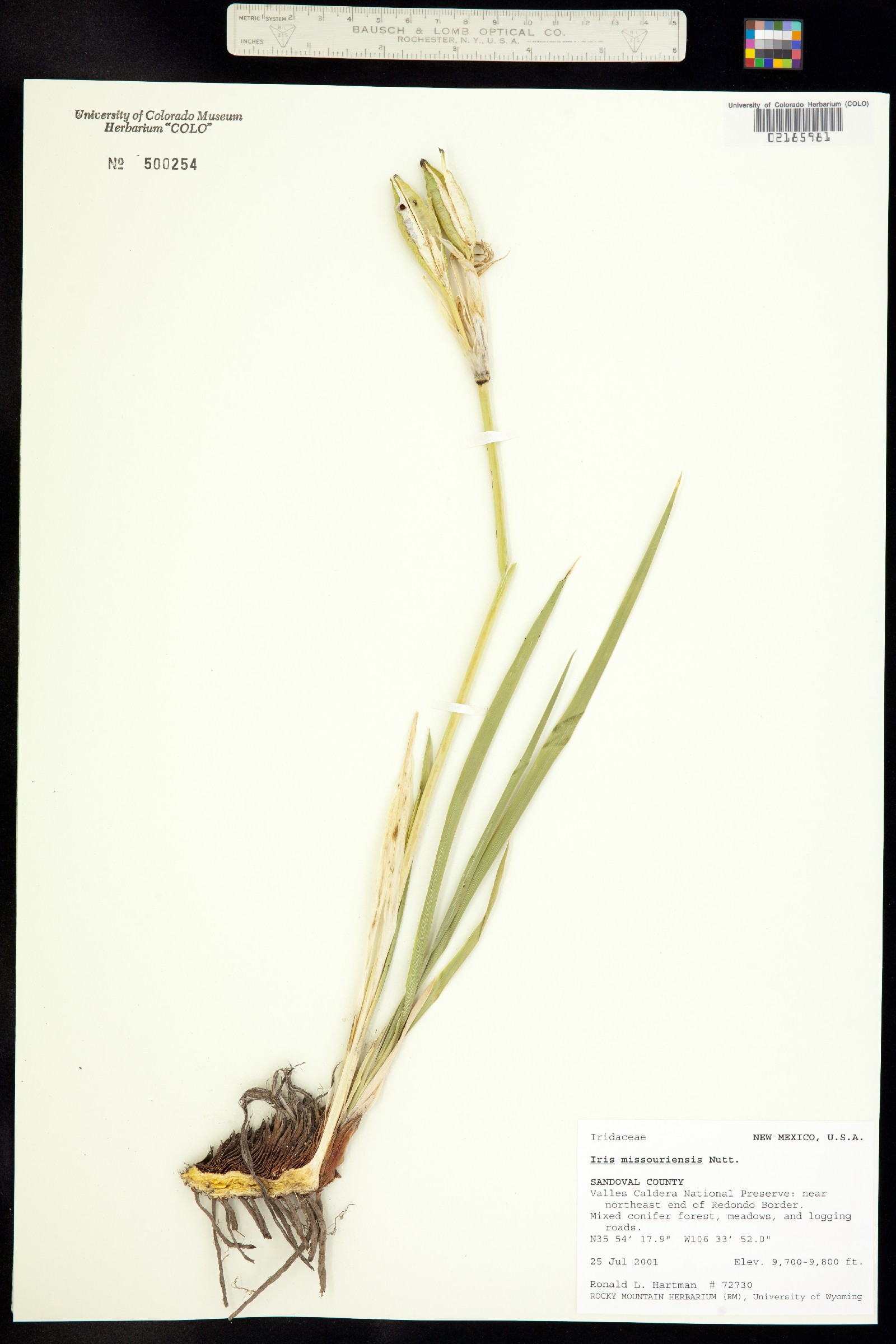 Iris missouriensis image