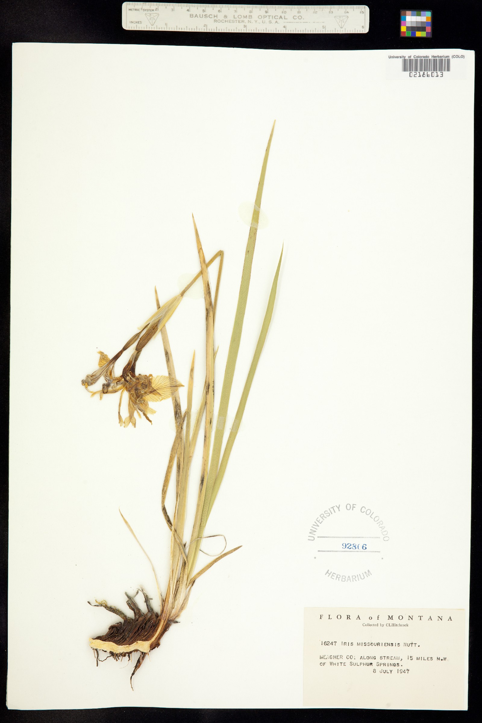 Iris missouriensis image