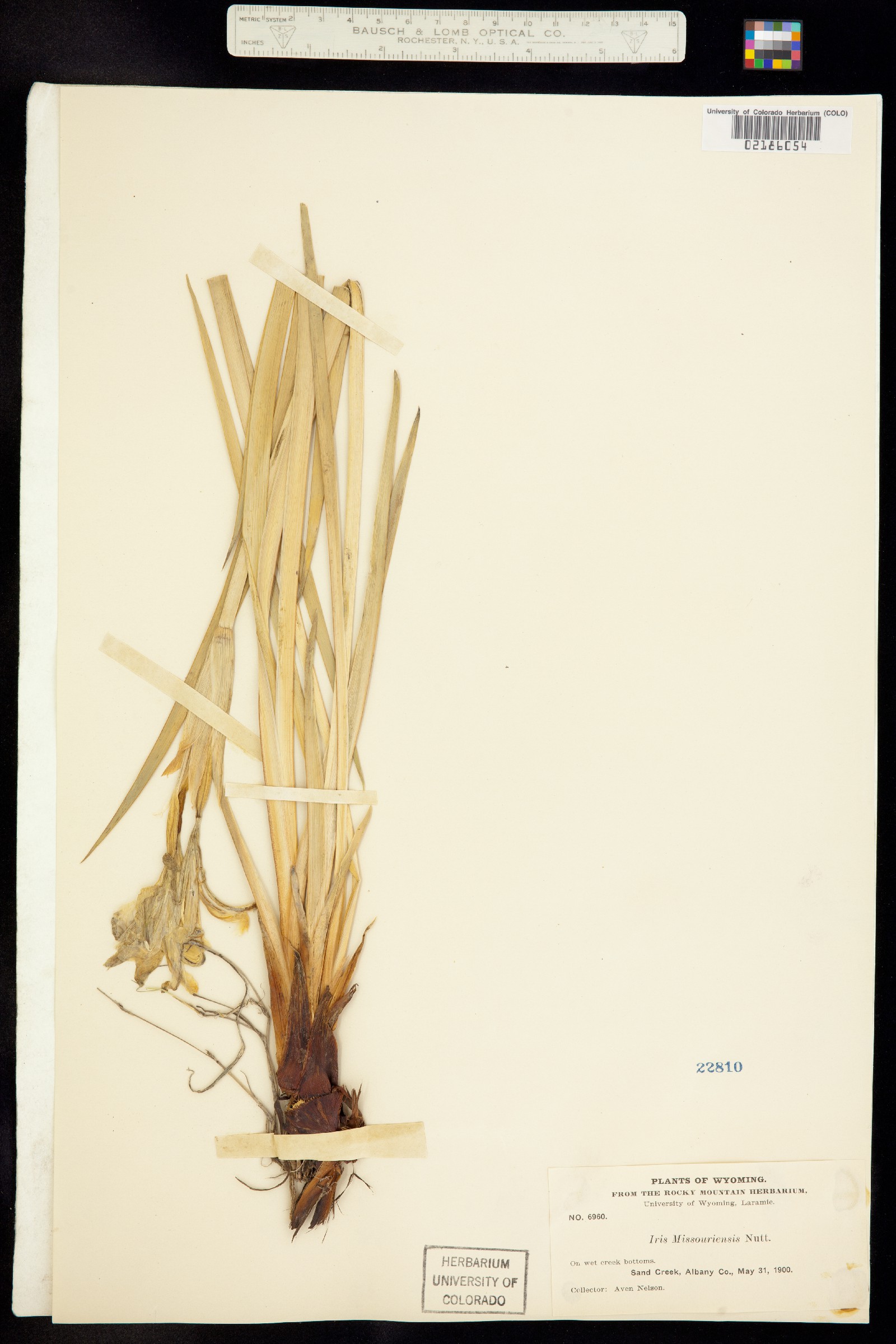 Iris missouriensis image