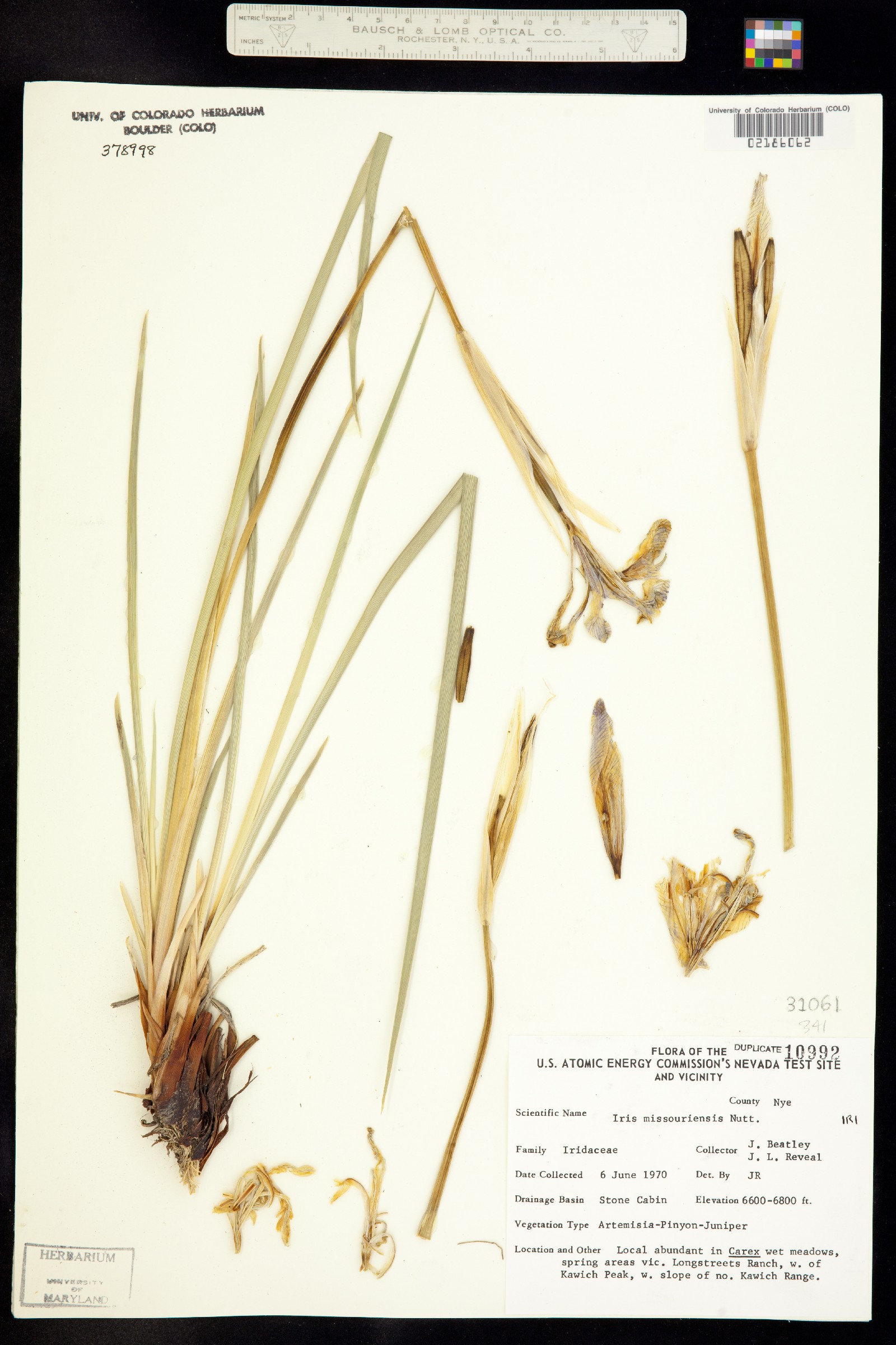 Iris missouriensis image