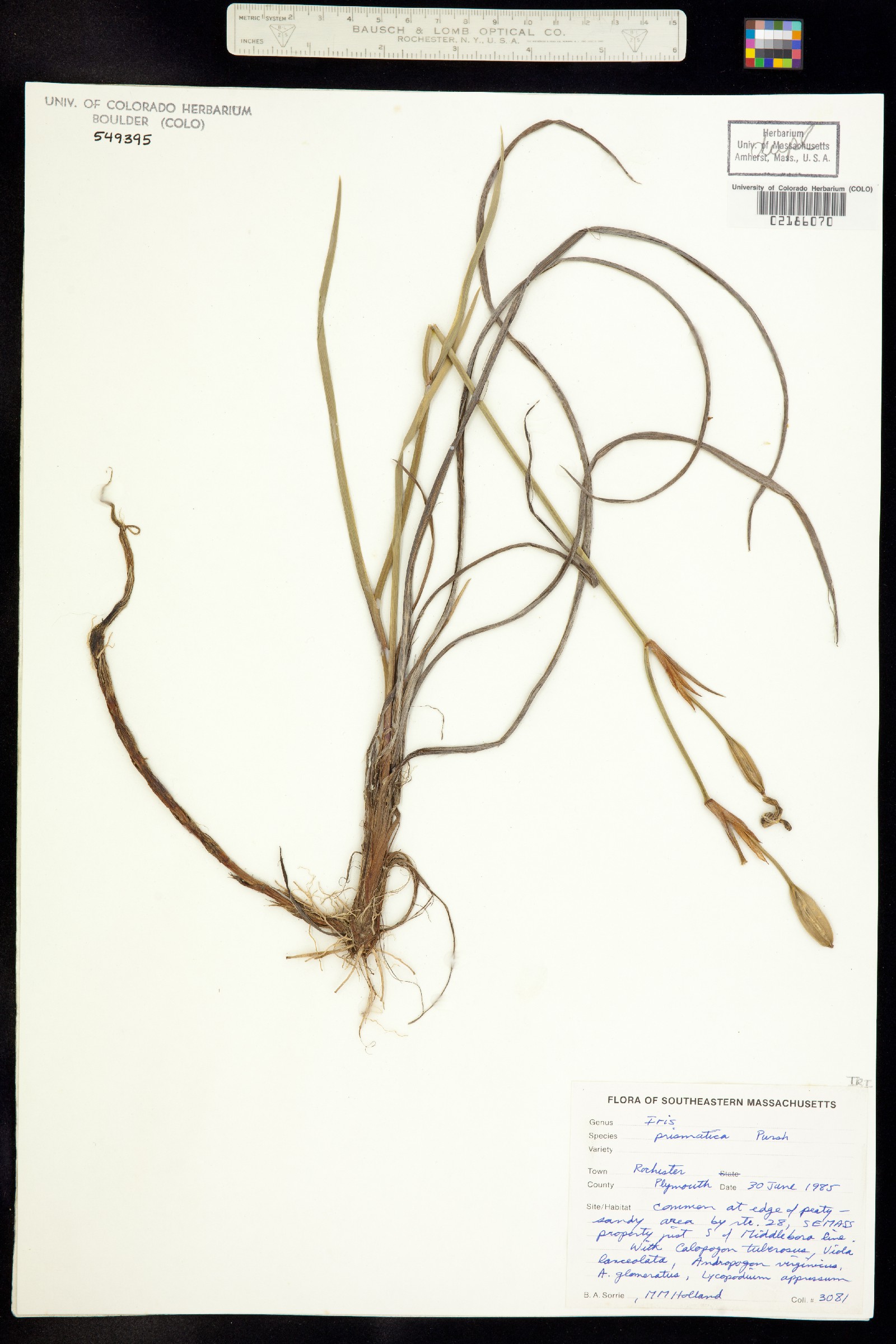 Iris prismatica image