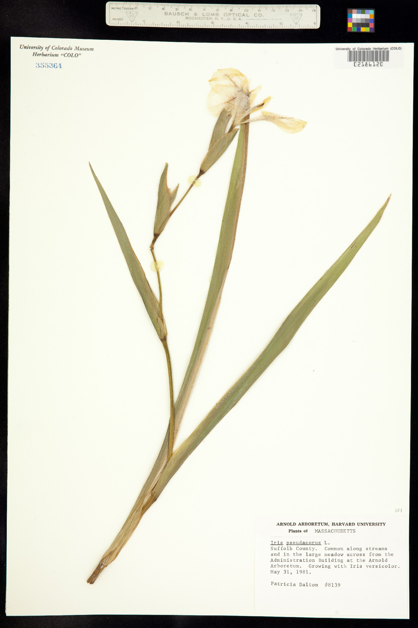 Iris pseudacorus image