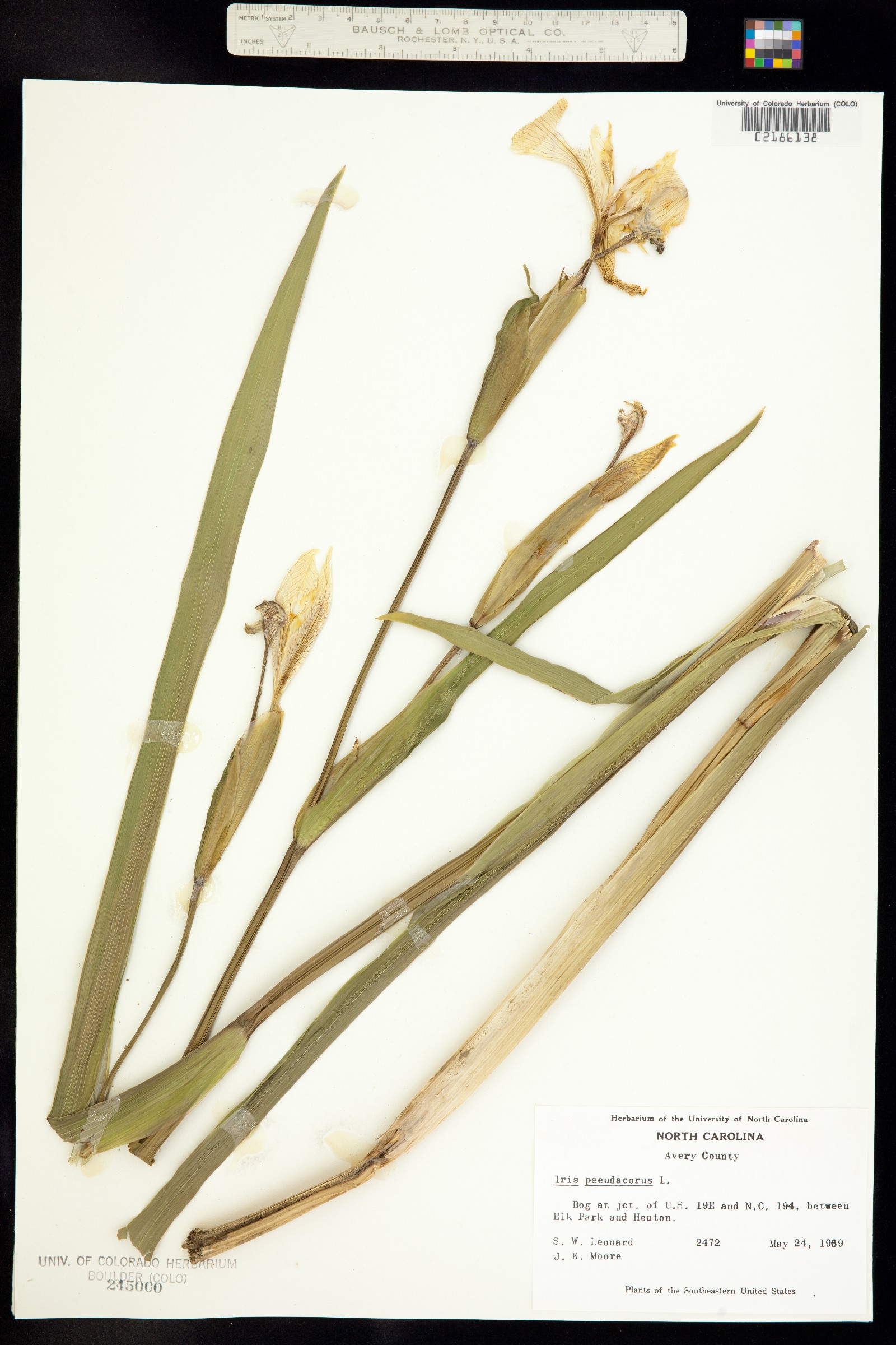 Iris pseudacorus image