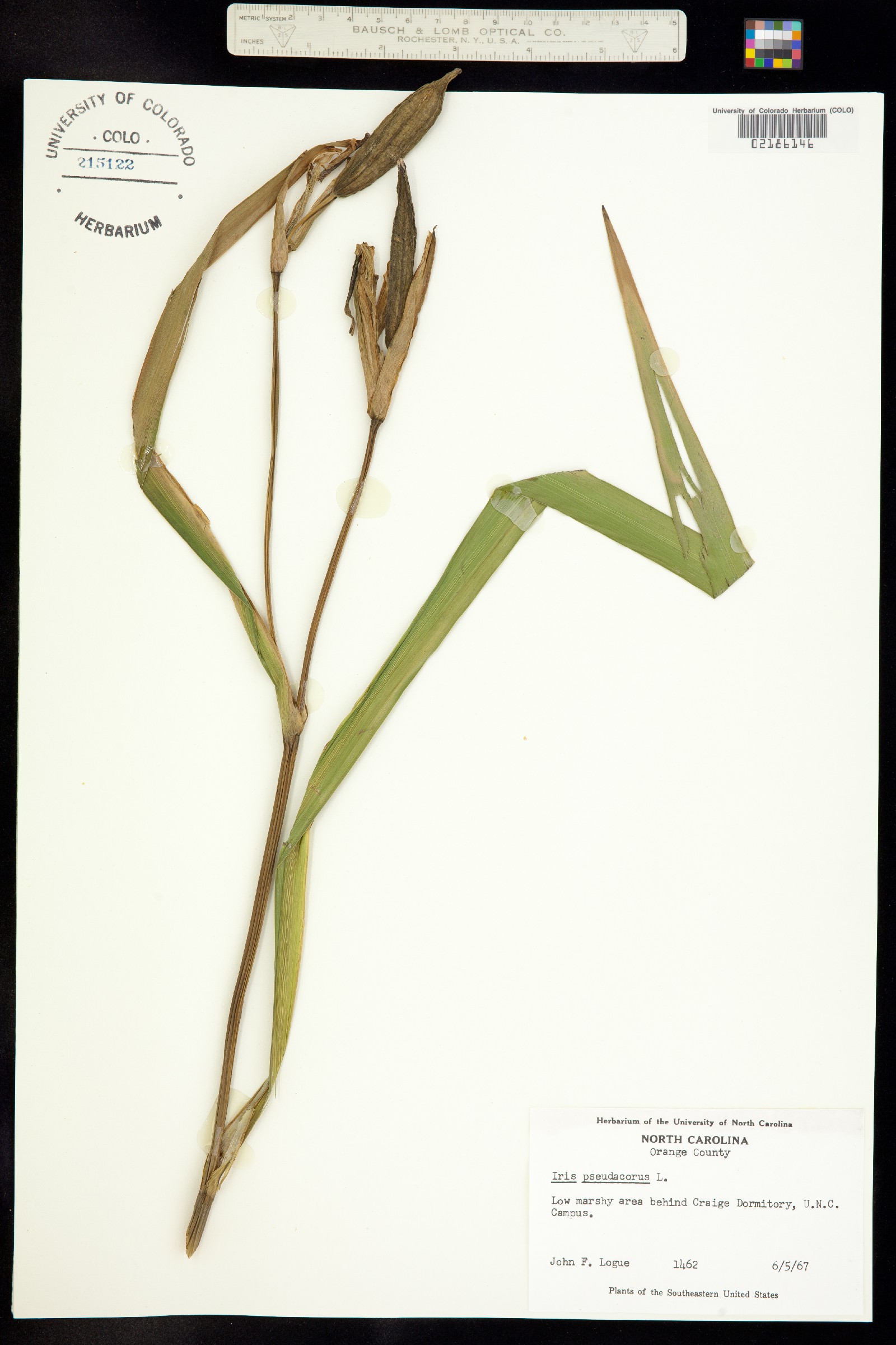Iris pseudacorus image